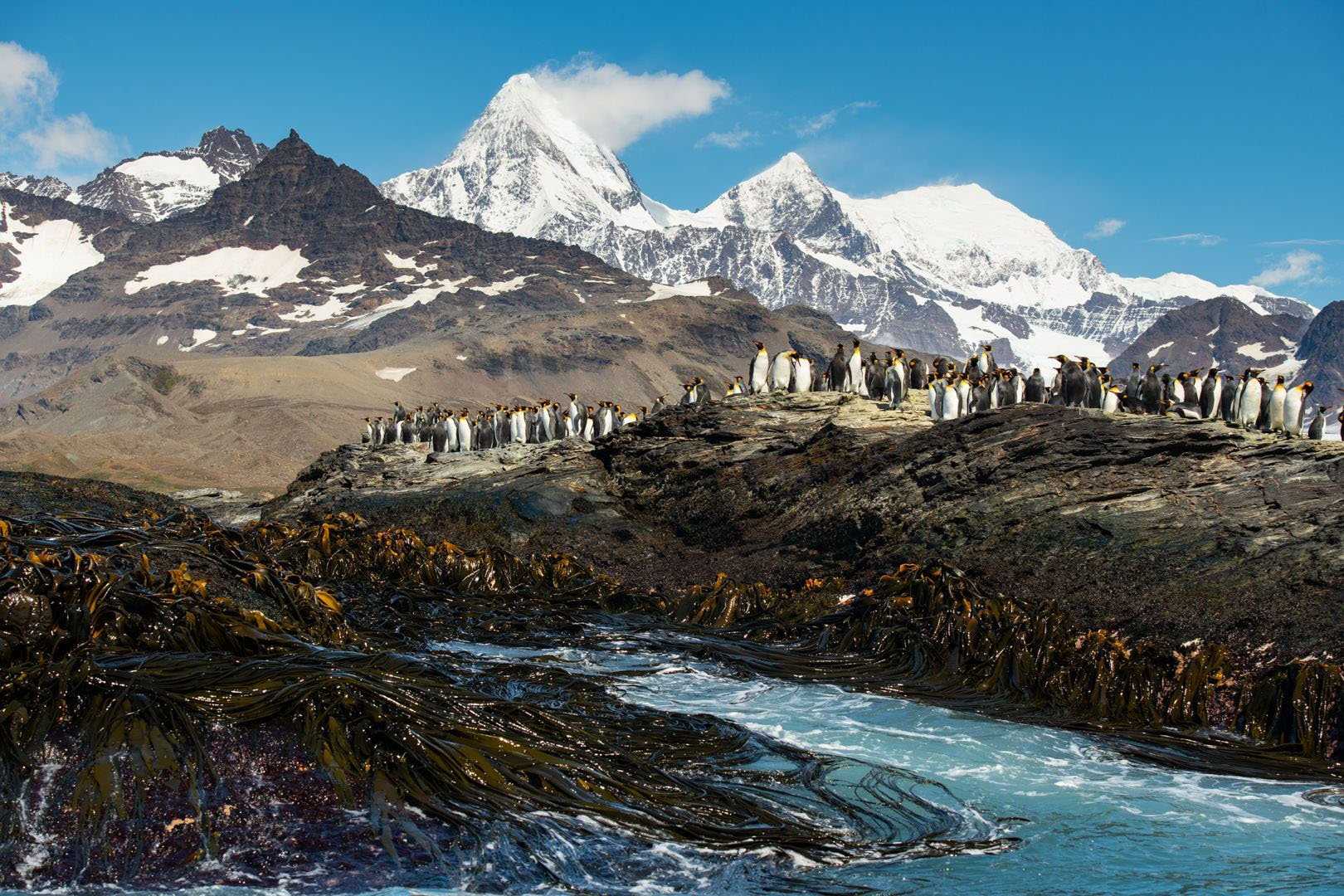 penguins and seaweed