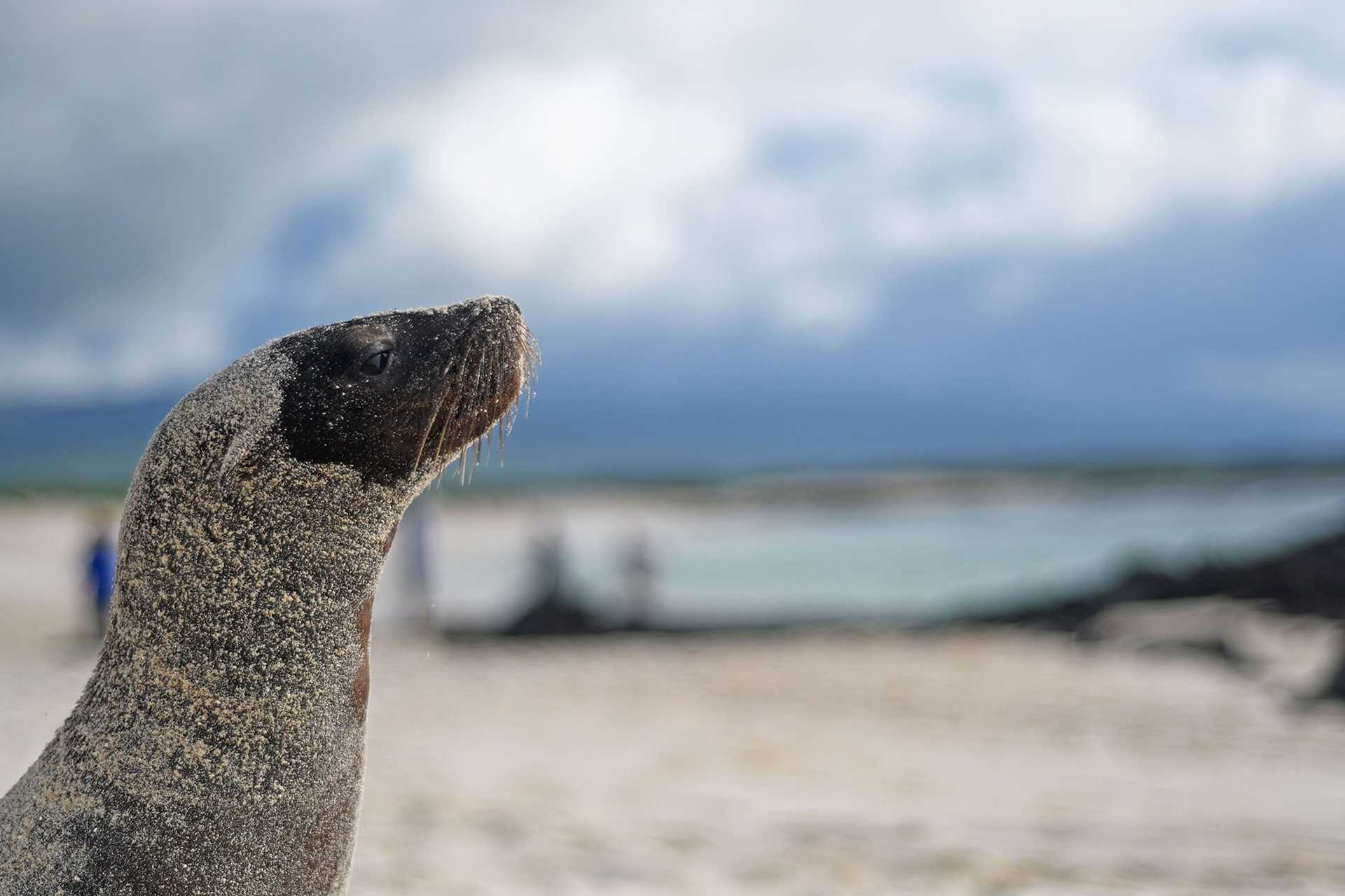 sea lion covered in sand