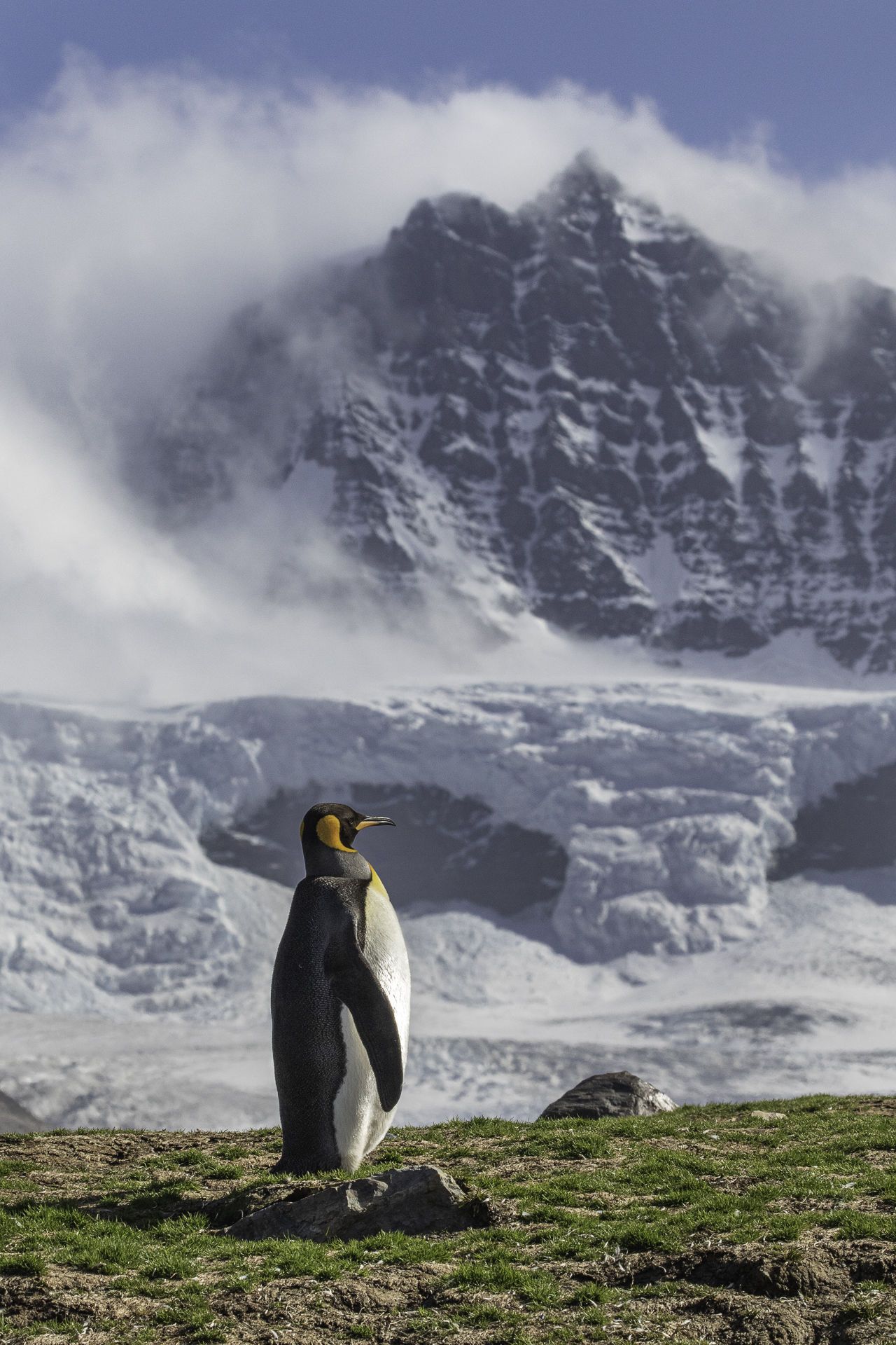 penguin in front of mountain