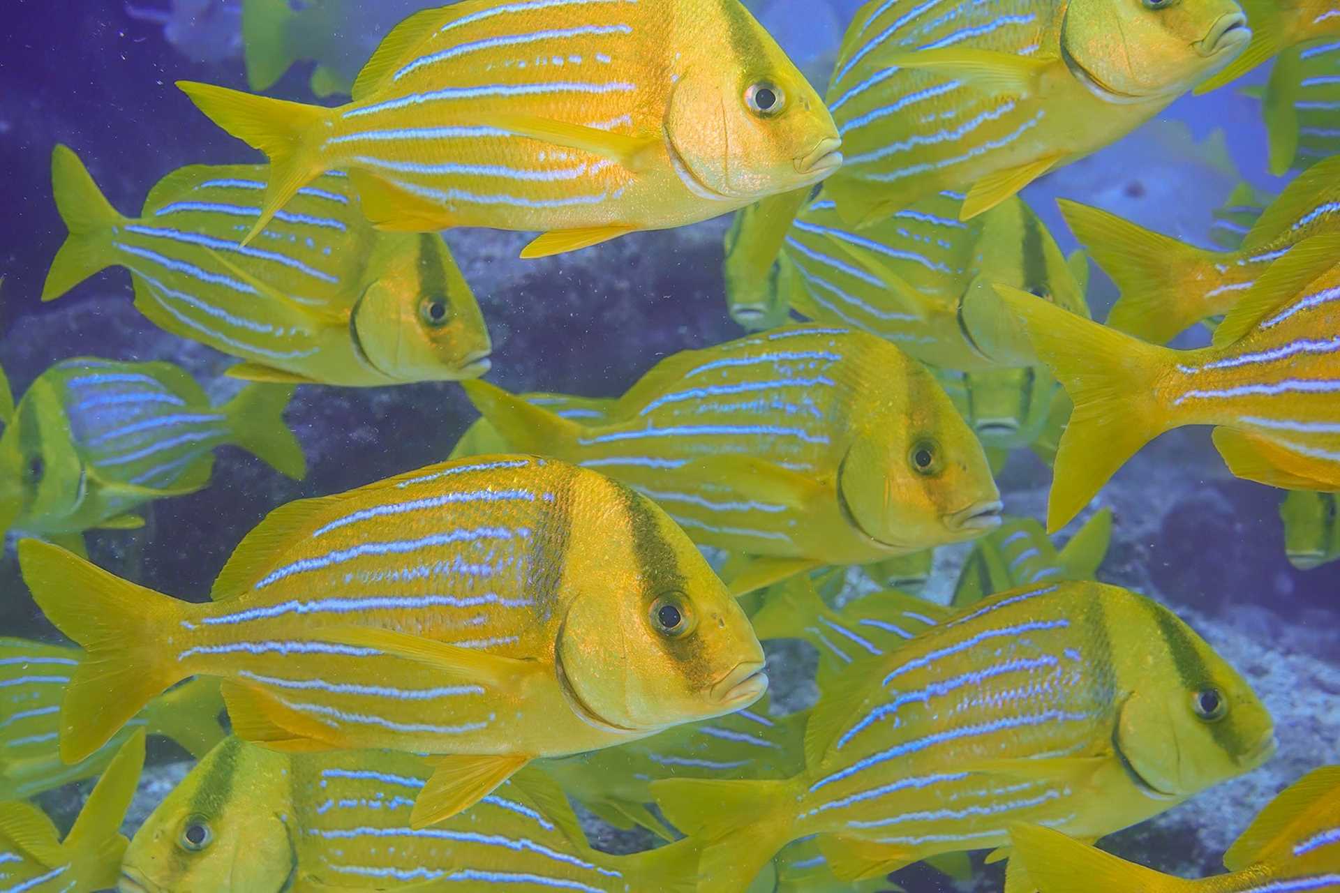 yellow and blue fish