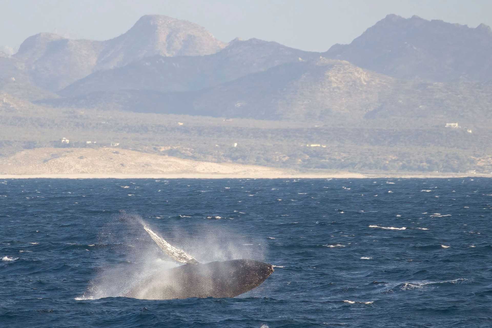 breaching humpback whale