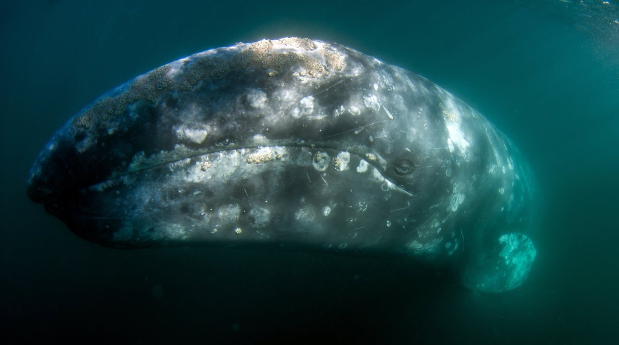 Gray whale in Baja.jpg
