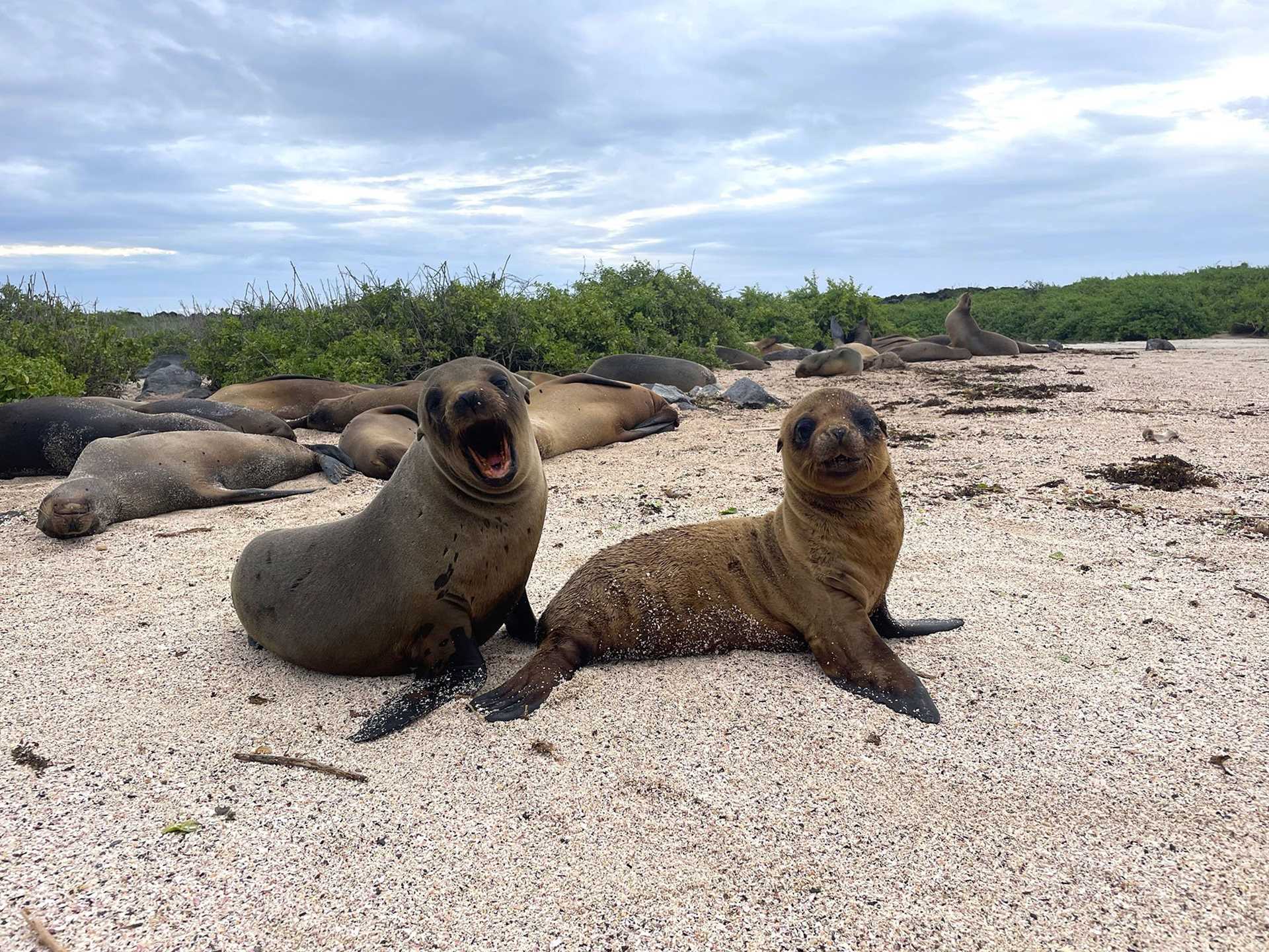 two baby sea lions on a beach