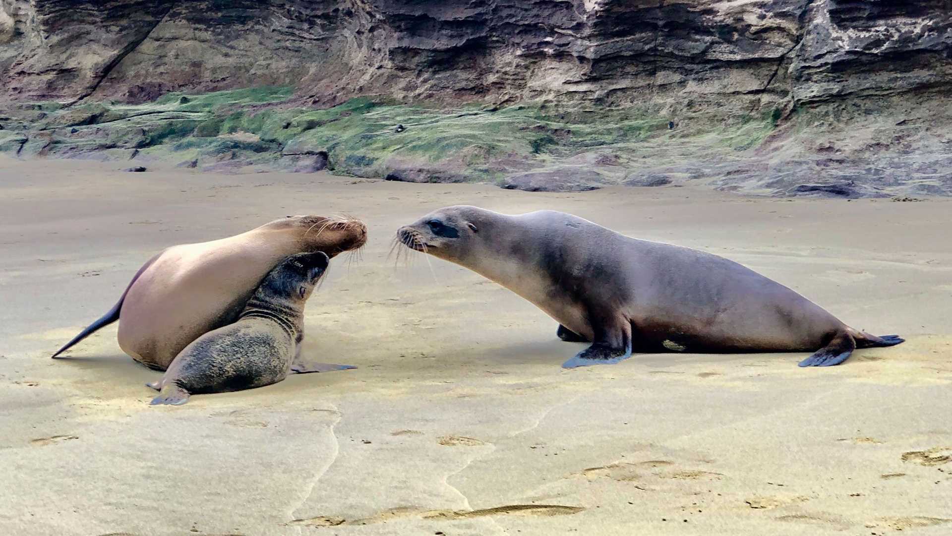a mother sea lion and baby looking at another sea lion