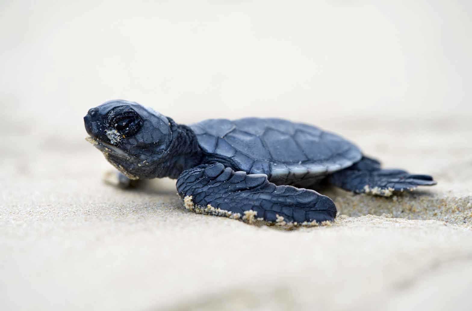 baby sea turtle