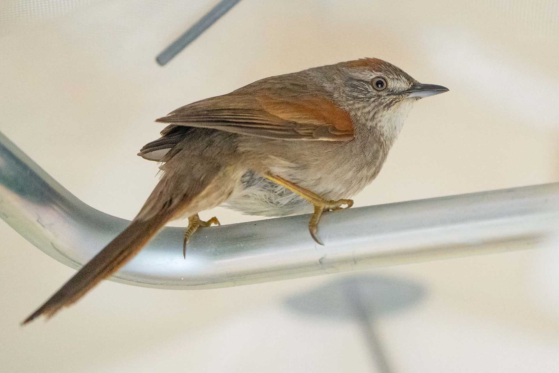 yellow and brown bird