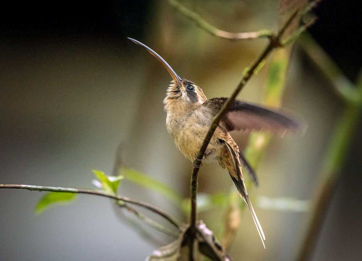 hummingbird