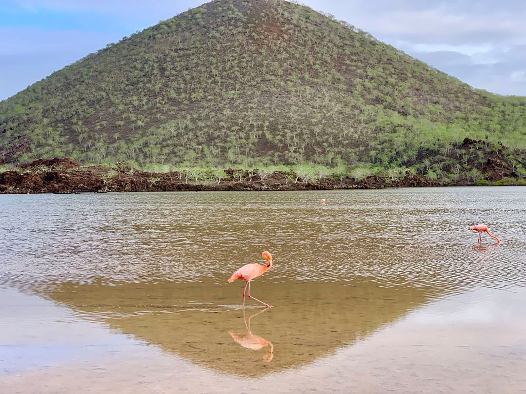 flamingo with hill in background