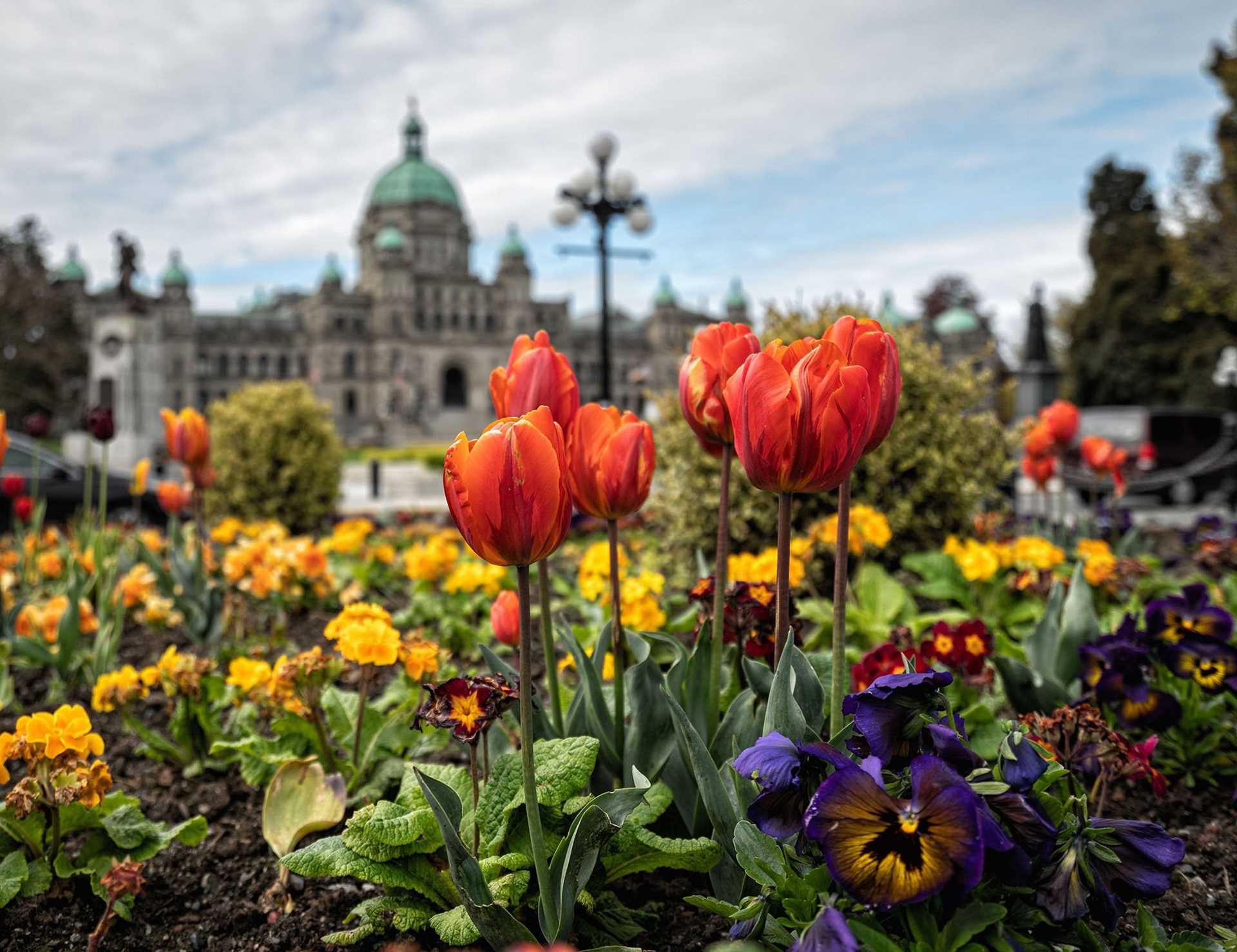 tulips in the foreground with Victoria's legislative assembly building in the background