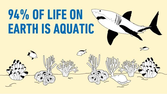 Celebrating Our Oceans: Fun Facts About Marine Life