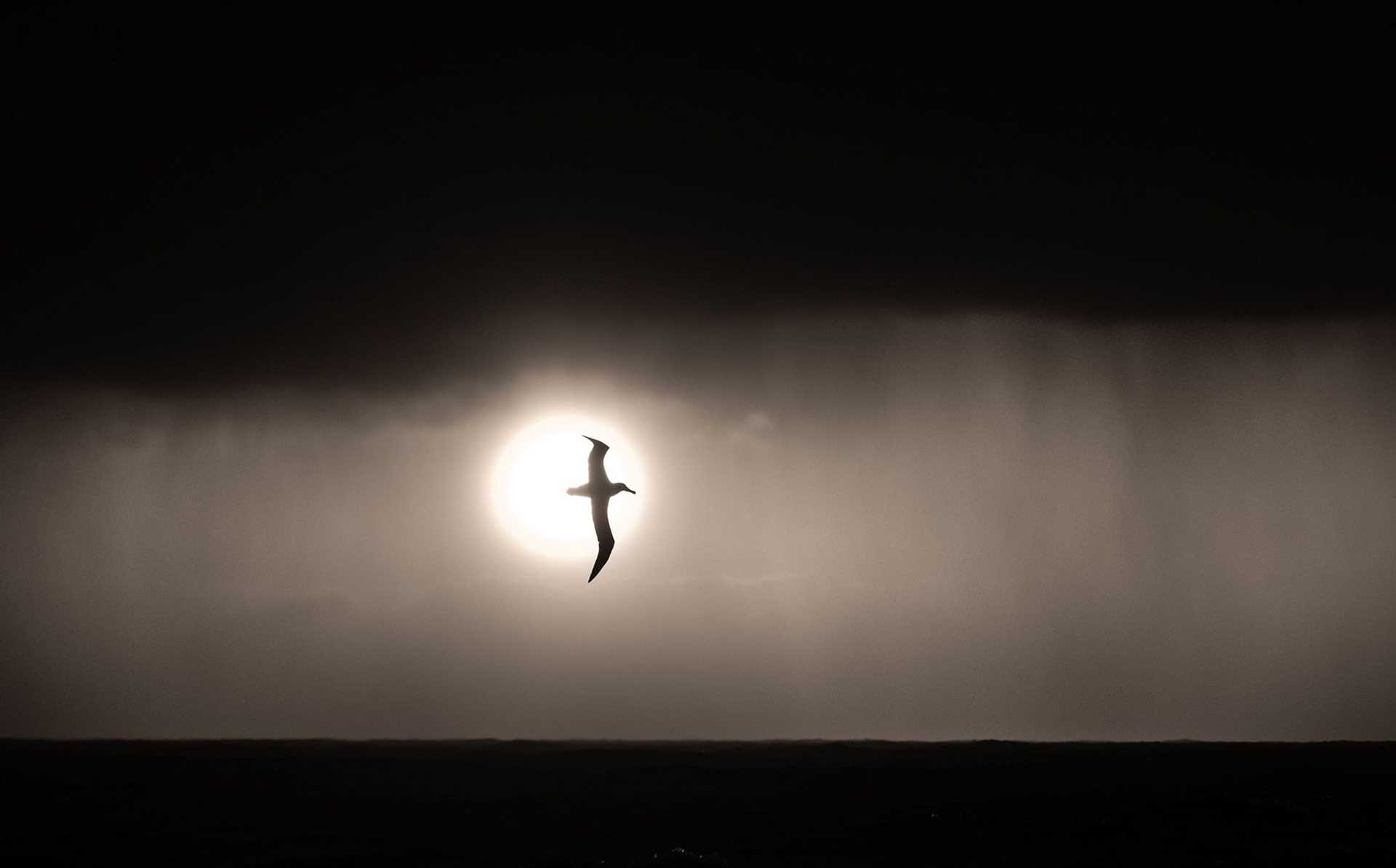 bird in flight silhouetted against a gray sky