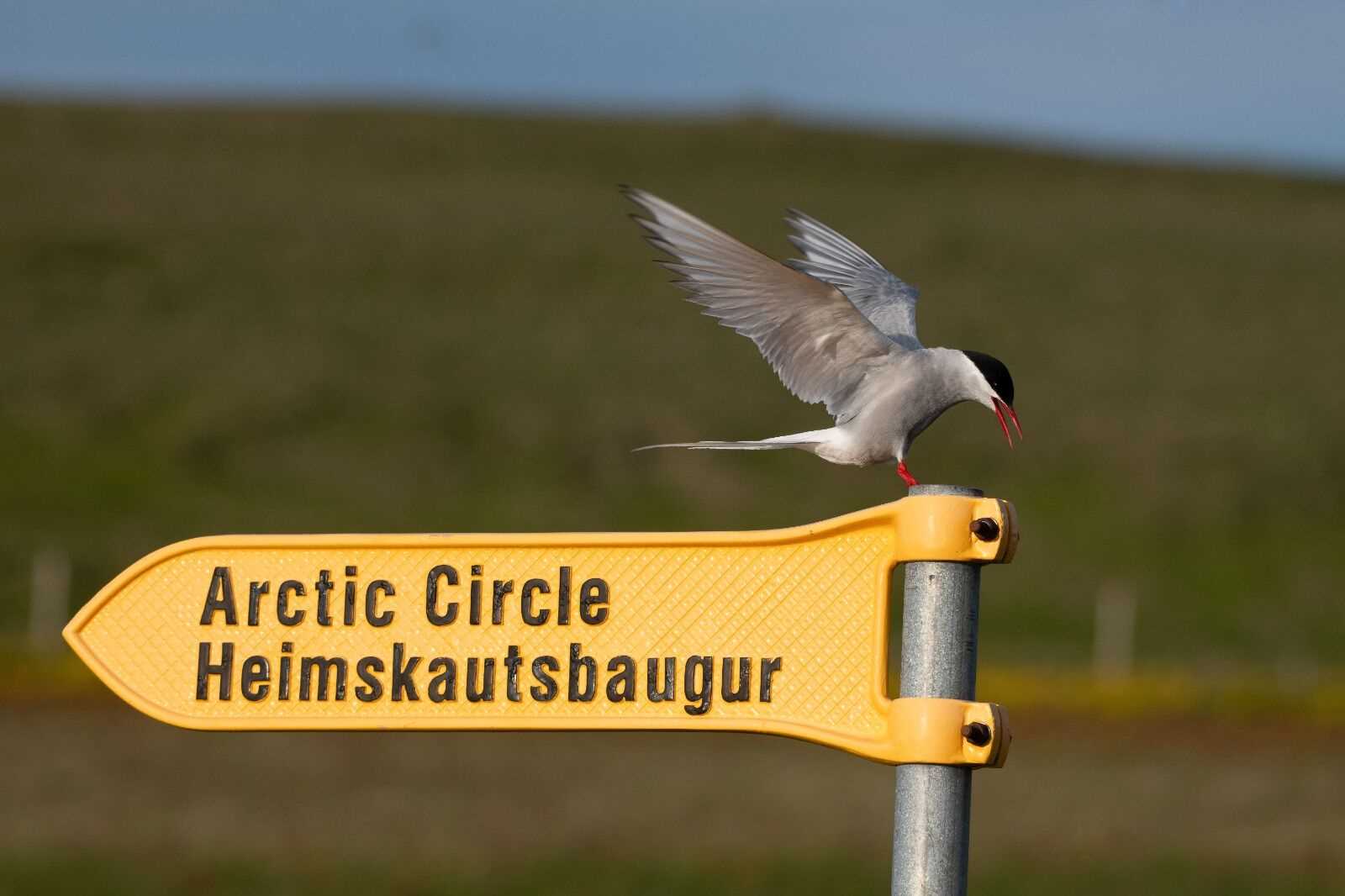 arctic tern perched on a yellow sign