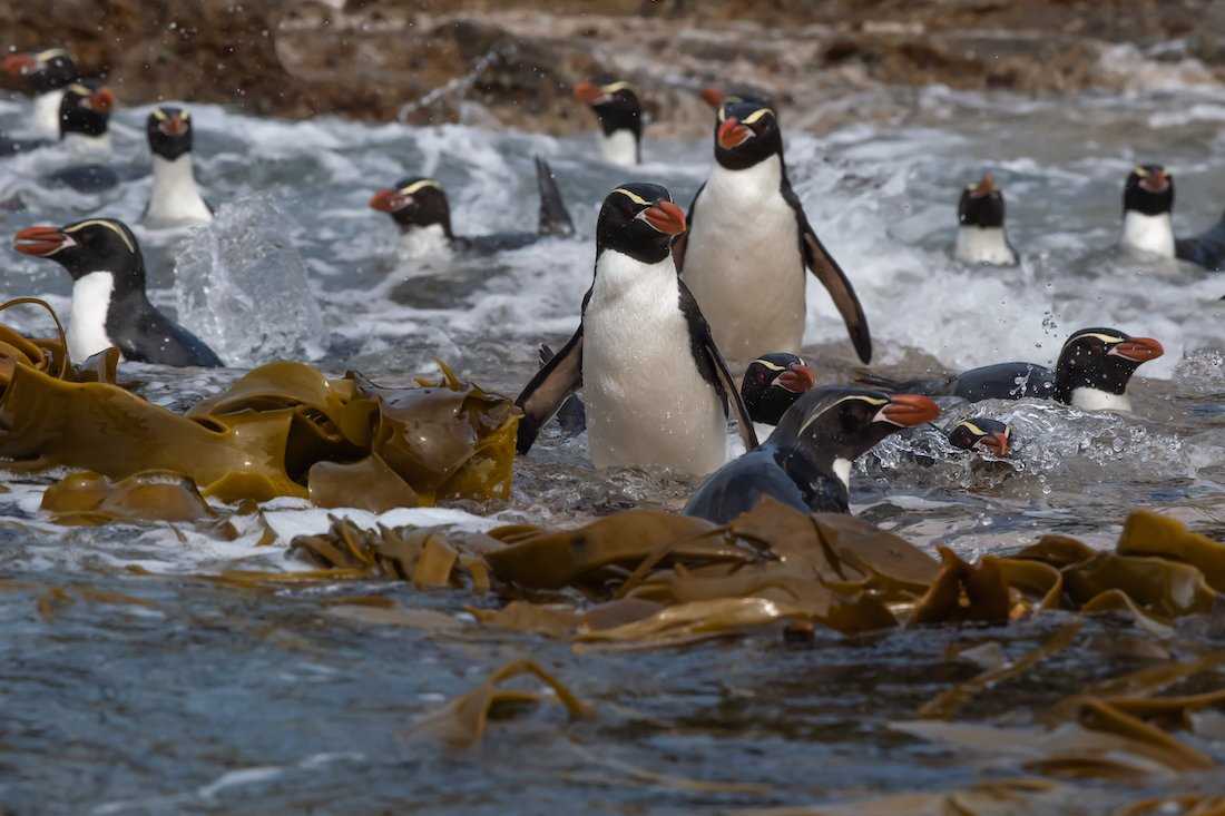 Snares Island Penguins.jpg