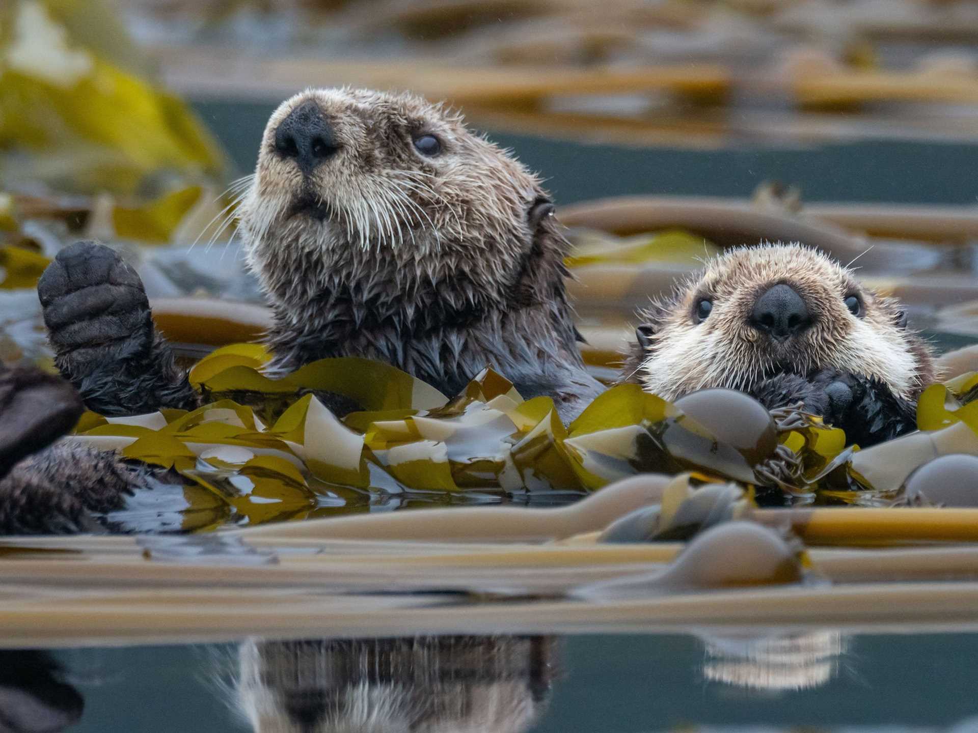two sea otters