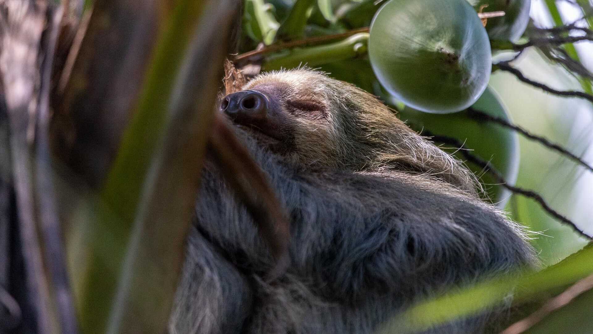 two-toed sloth