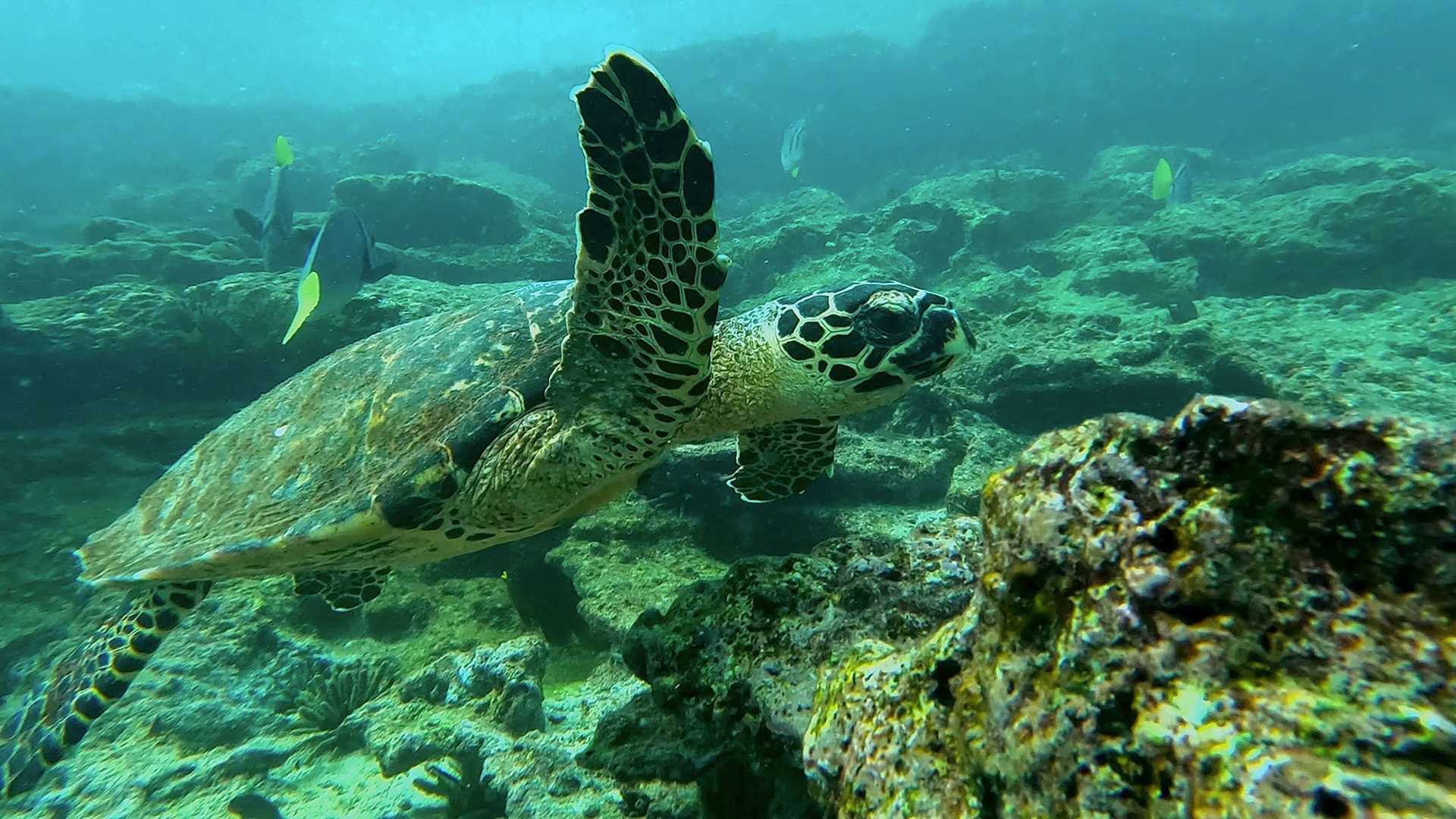 hawkbill sea turtle under the water