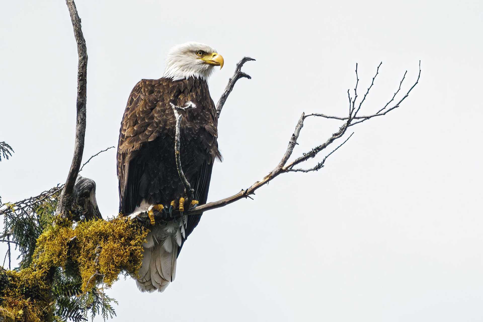 bald eagle