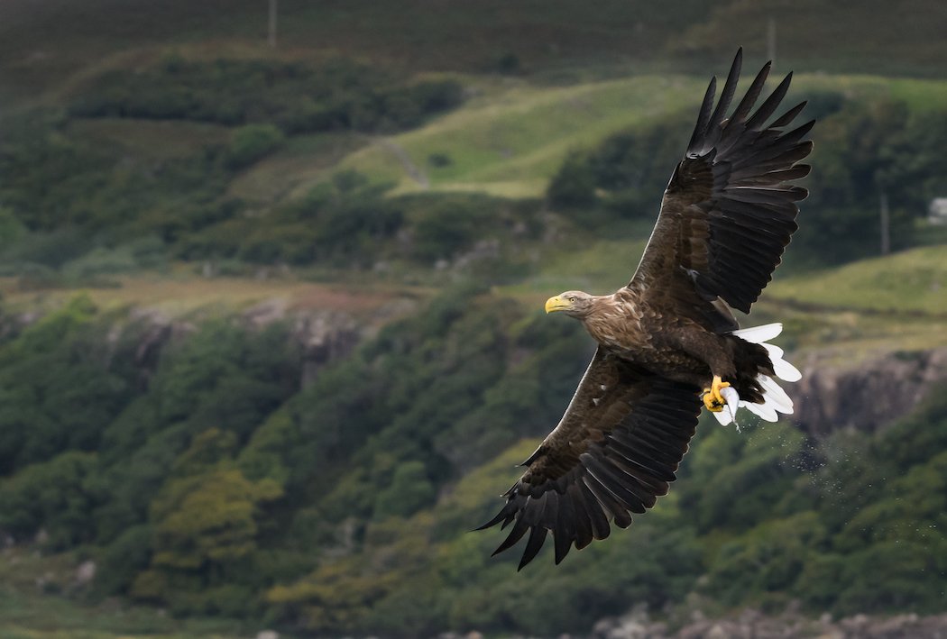 White-tailed sea eagle on Isle of Mull Scotland.jpg