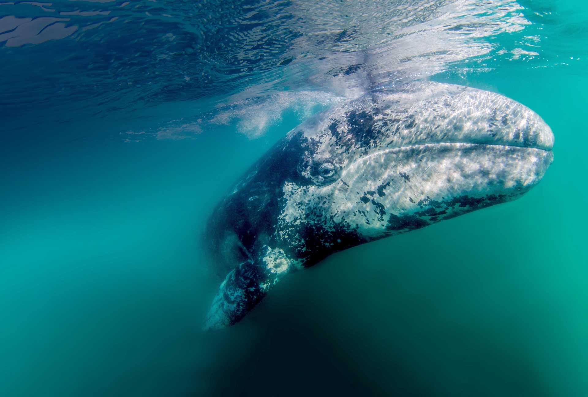 Gray whale in Baja California