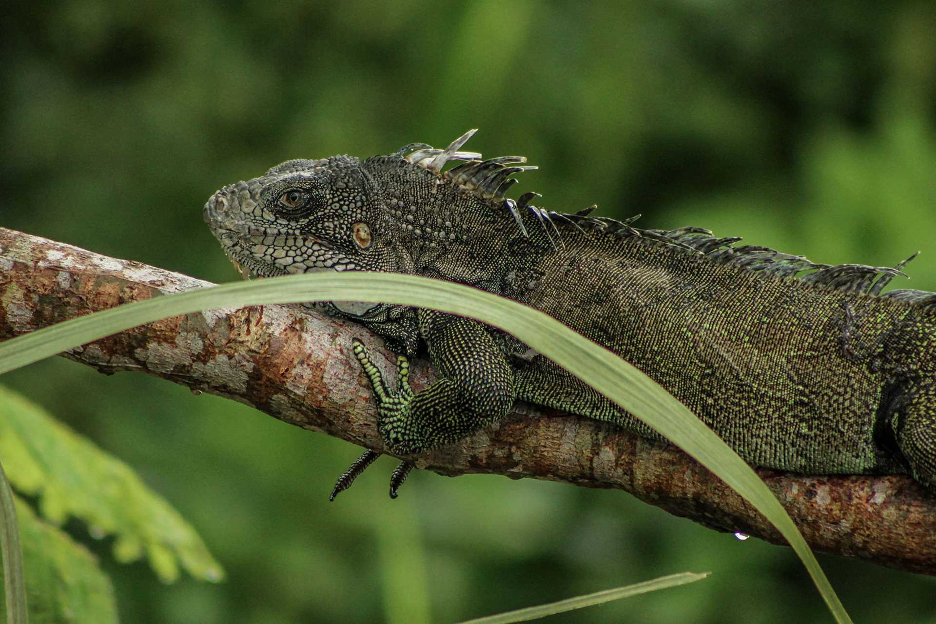 iguana