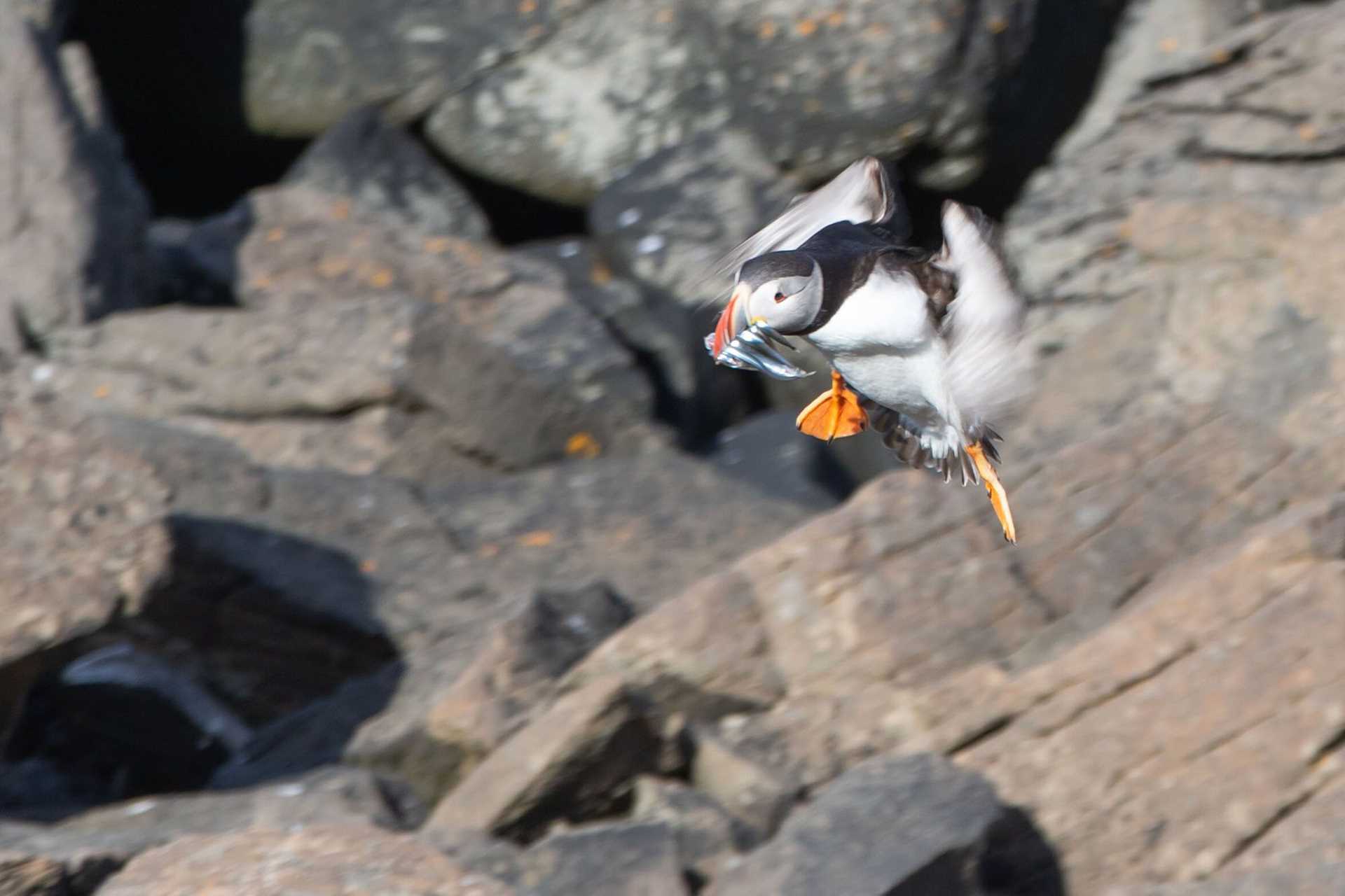 puffin in flight with beak full of fish