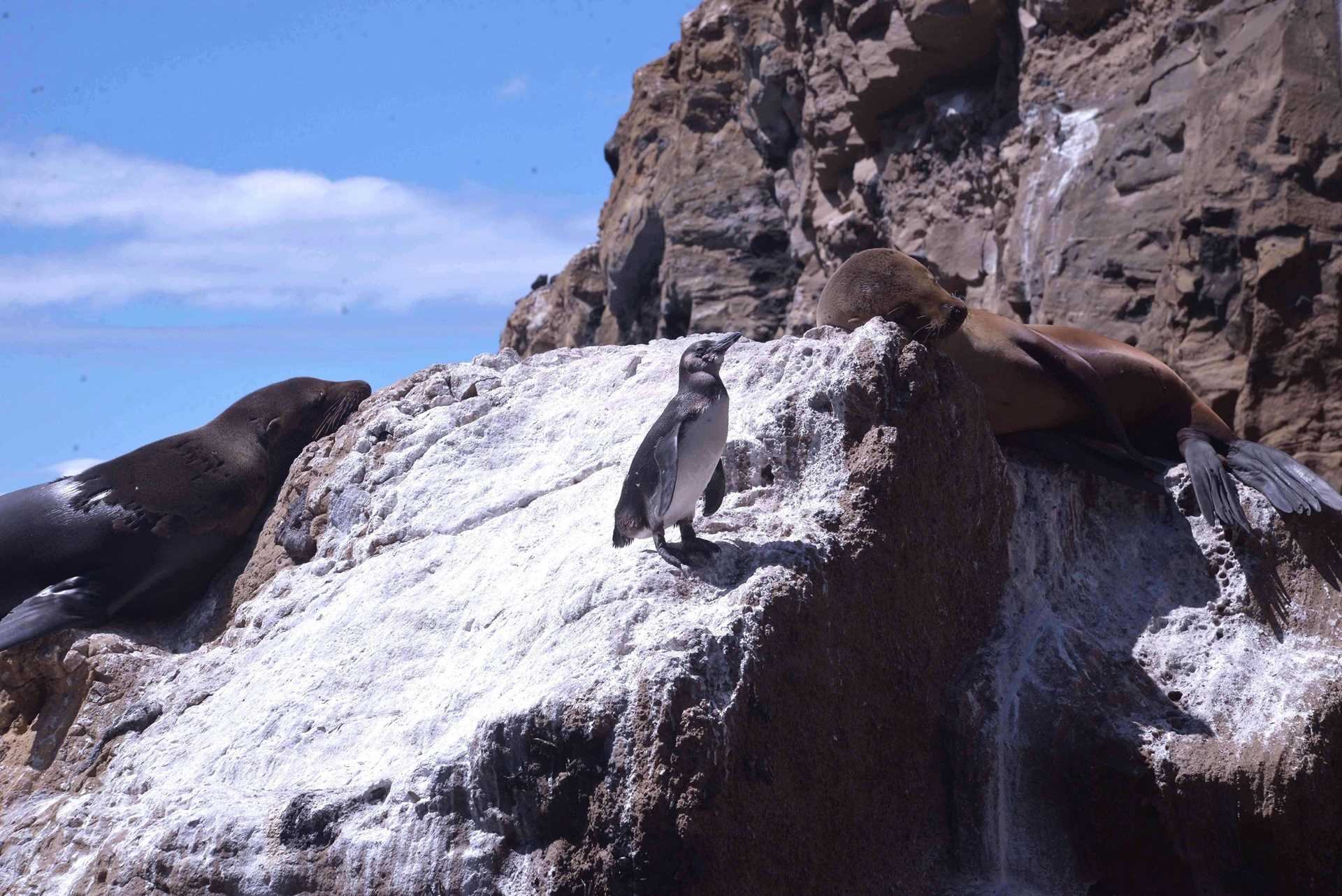 penguins and sea lions