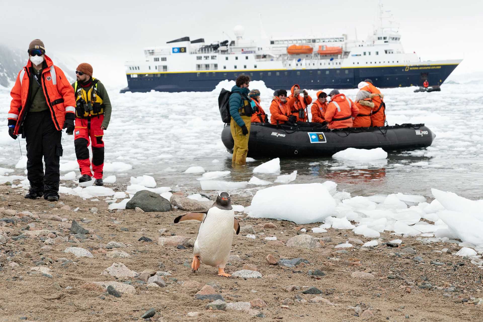 penguin on beach