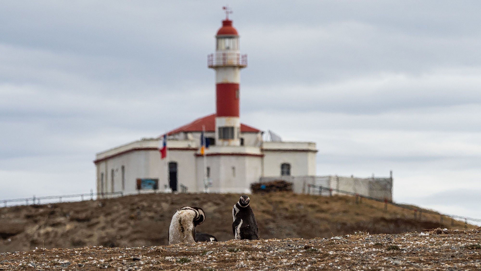 penguins in front of lighthouse