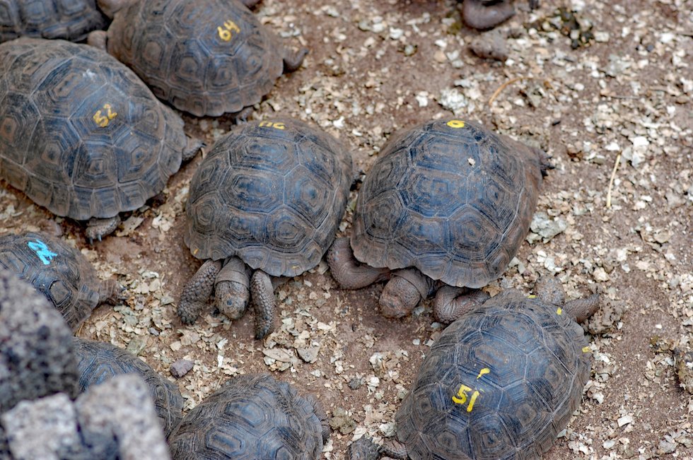 Baby Tortoises Darwin Center.jpg