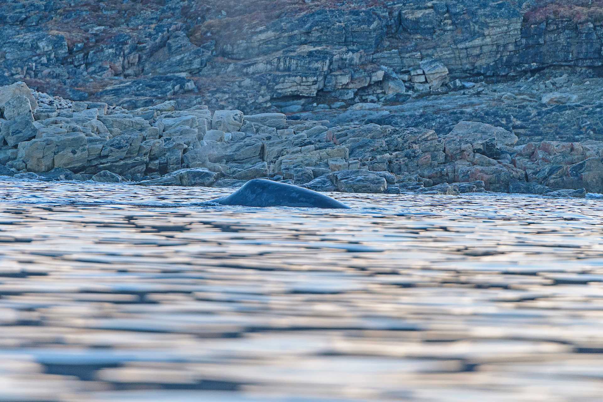Bowhead whale surfacing in Isabella Bay, Canada