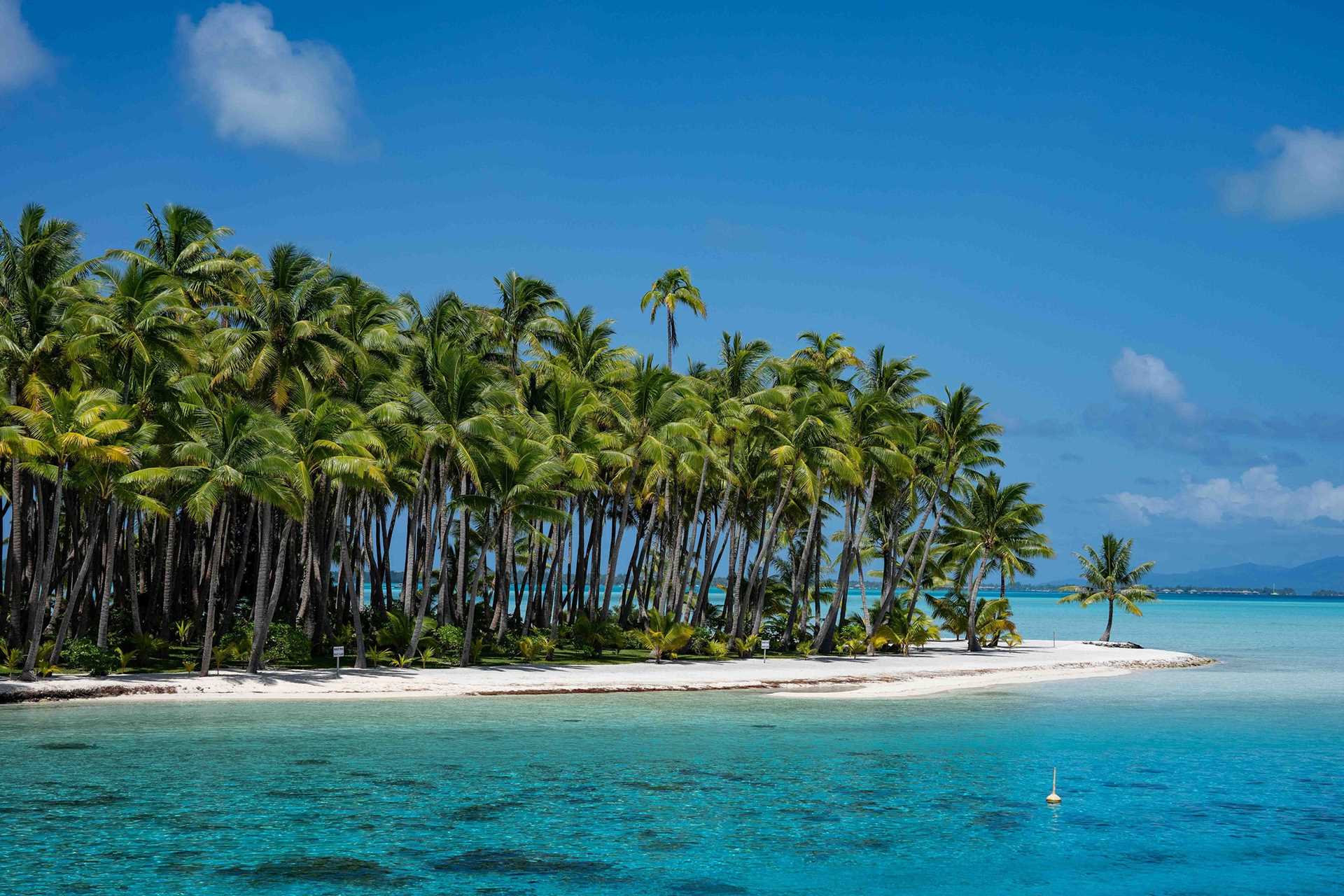 tropical island with palm trees