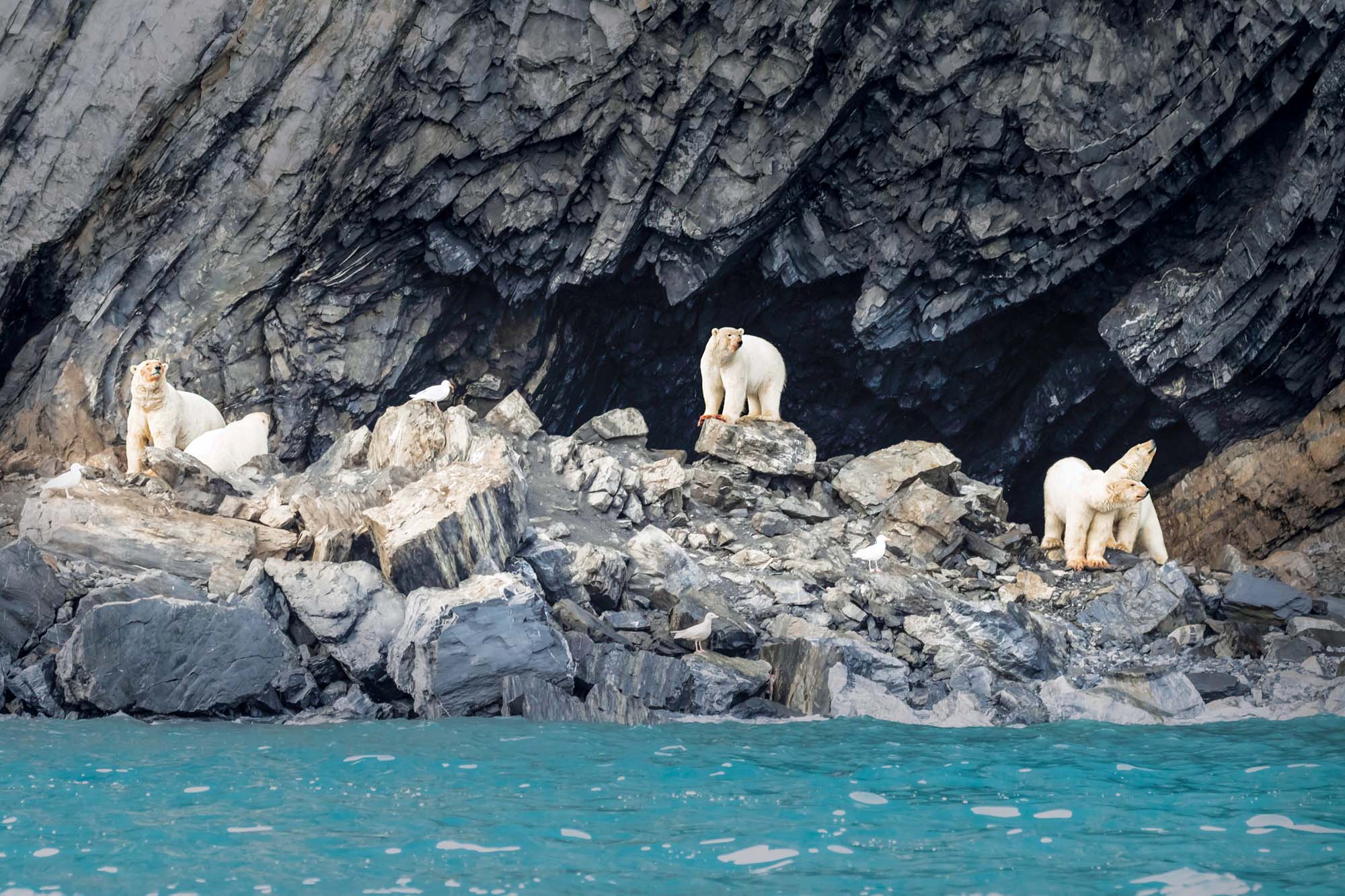 wrangel polar bears cothran.jpg