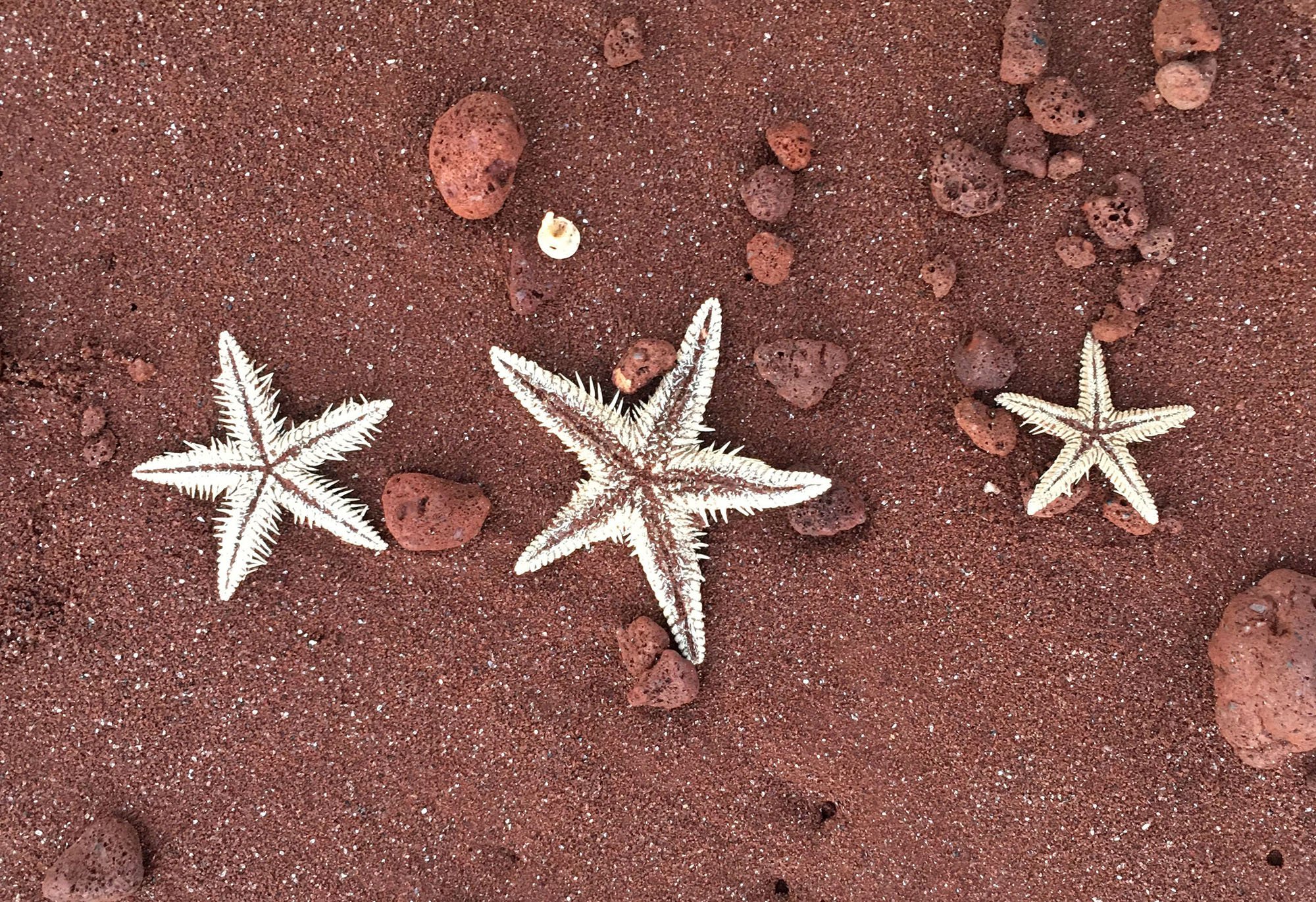 sea stars on red sand beach