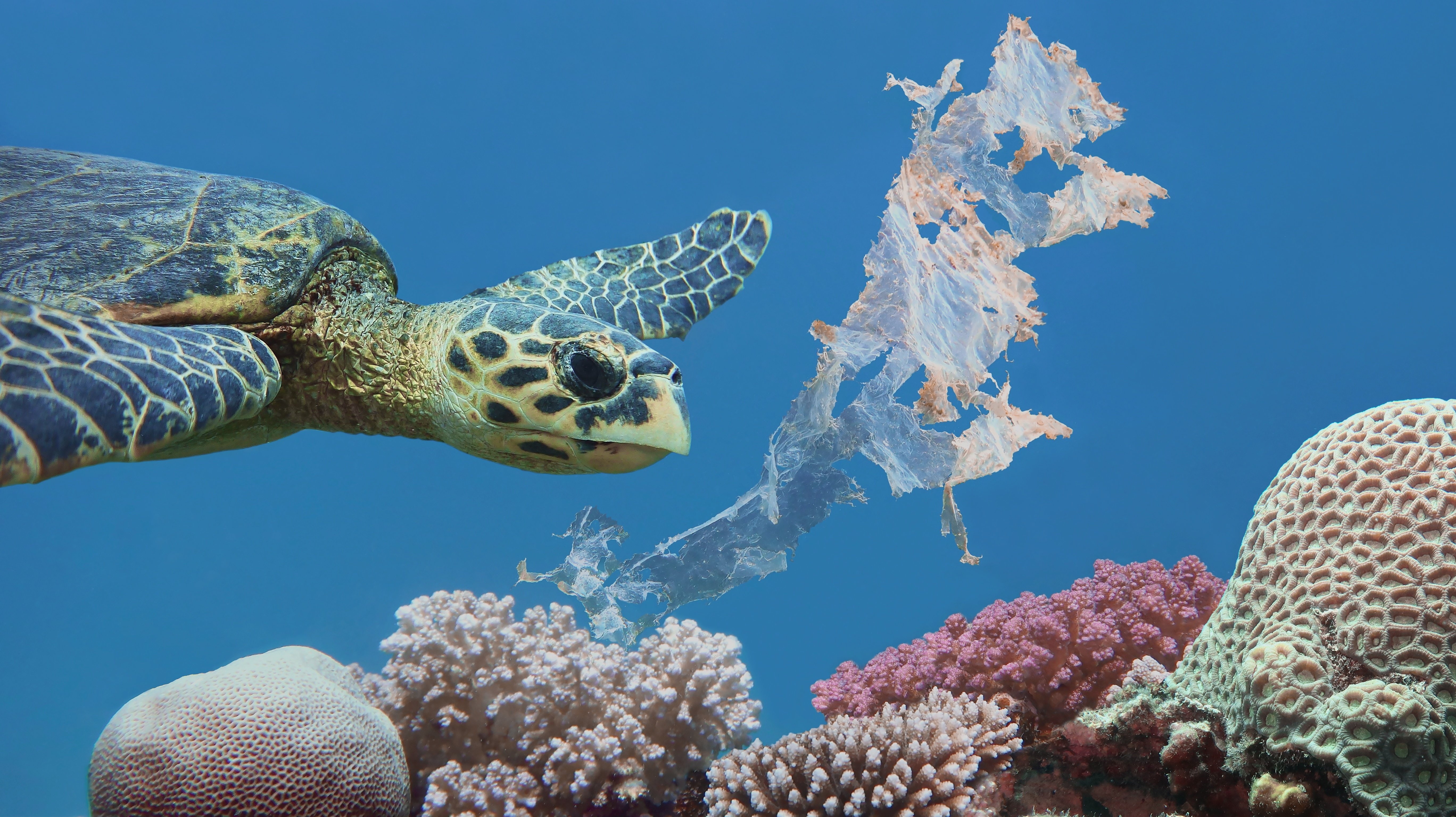 Beautiful sea hawksbill turtle swiming above colorful tropical coral reef  polluted with plastic bag