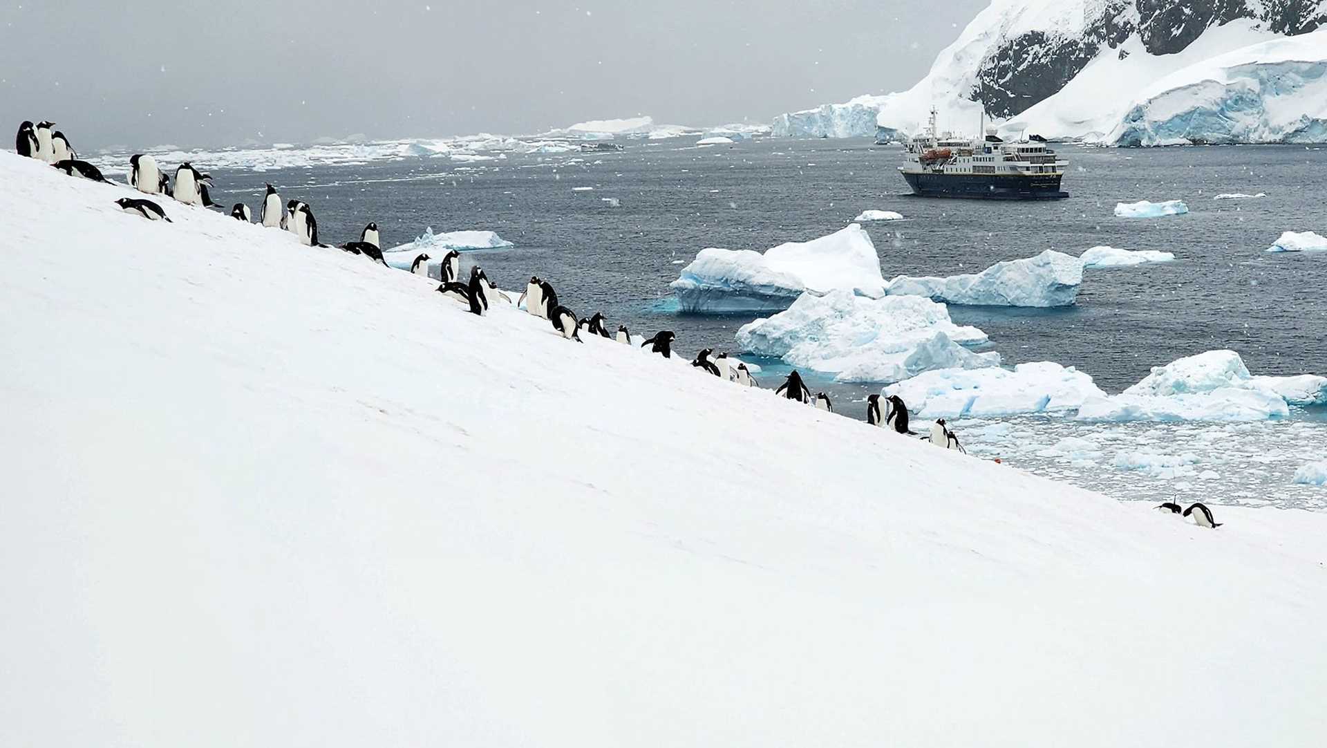 penguins marching up a hill with a ship in the background