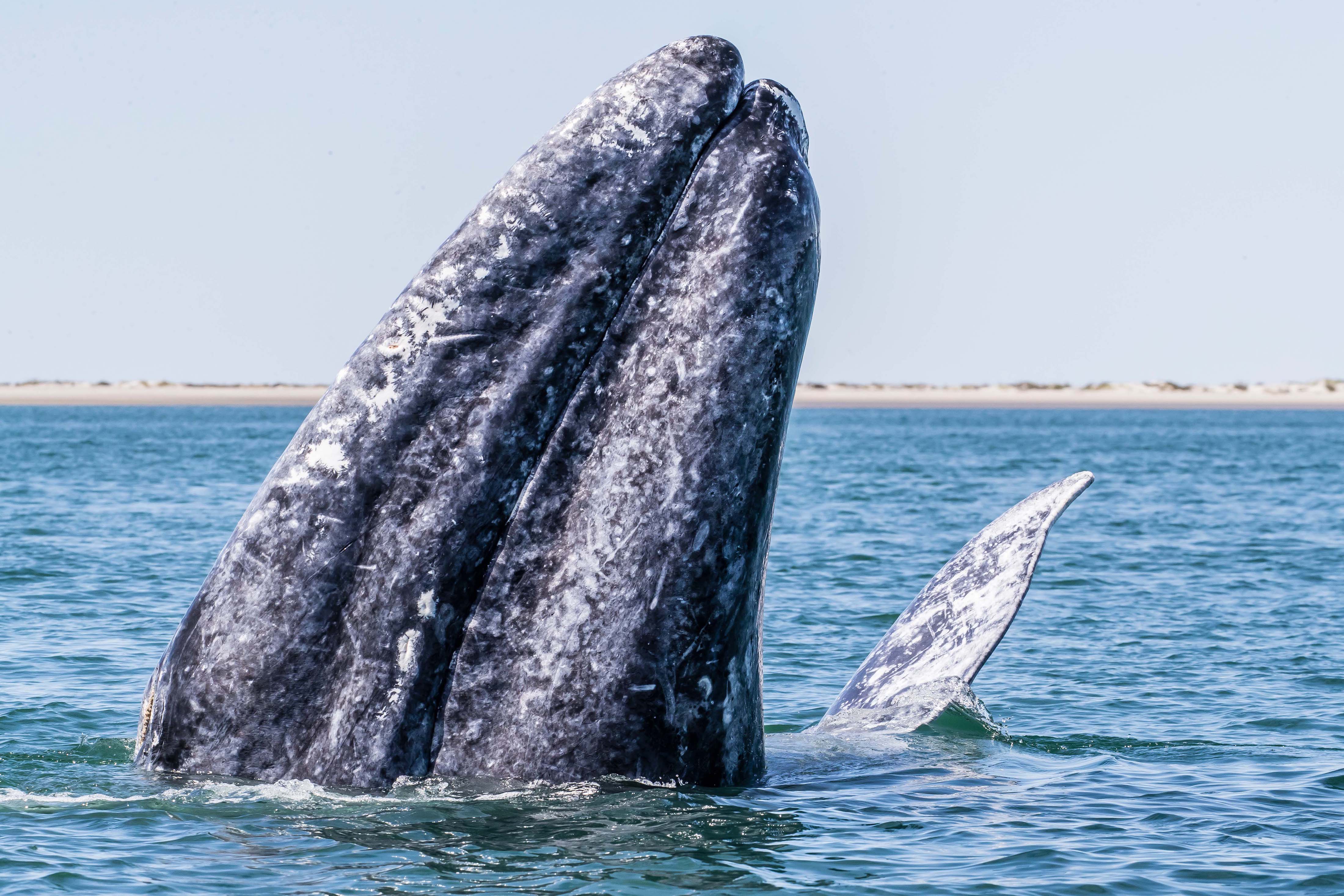Baja Gray Whale Above Water.jpg