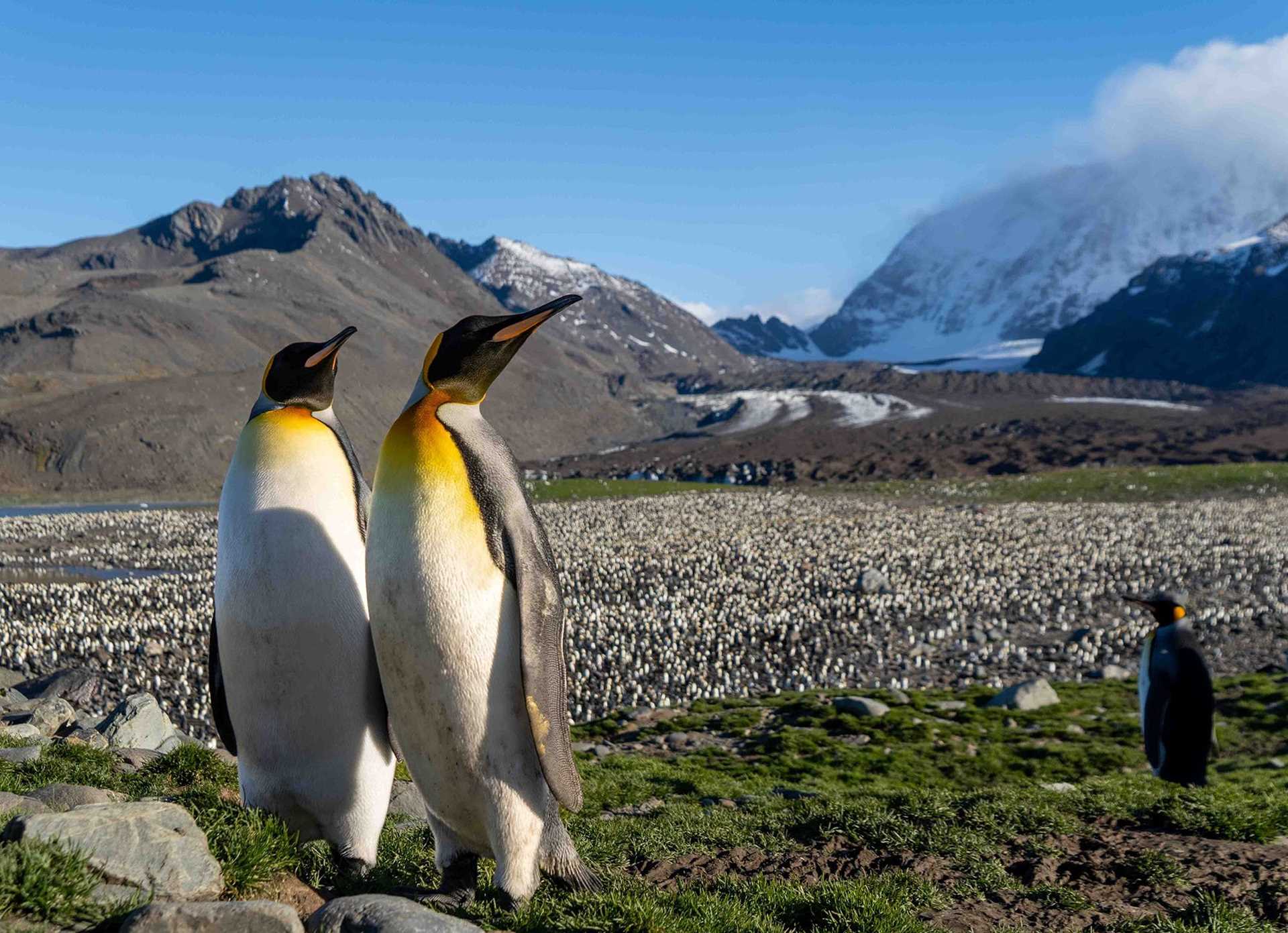 two king penguins