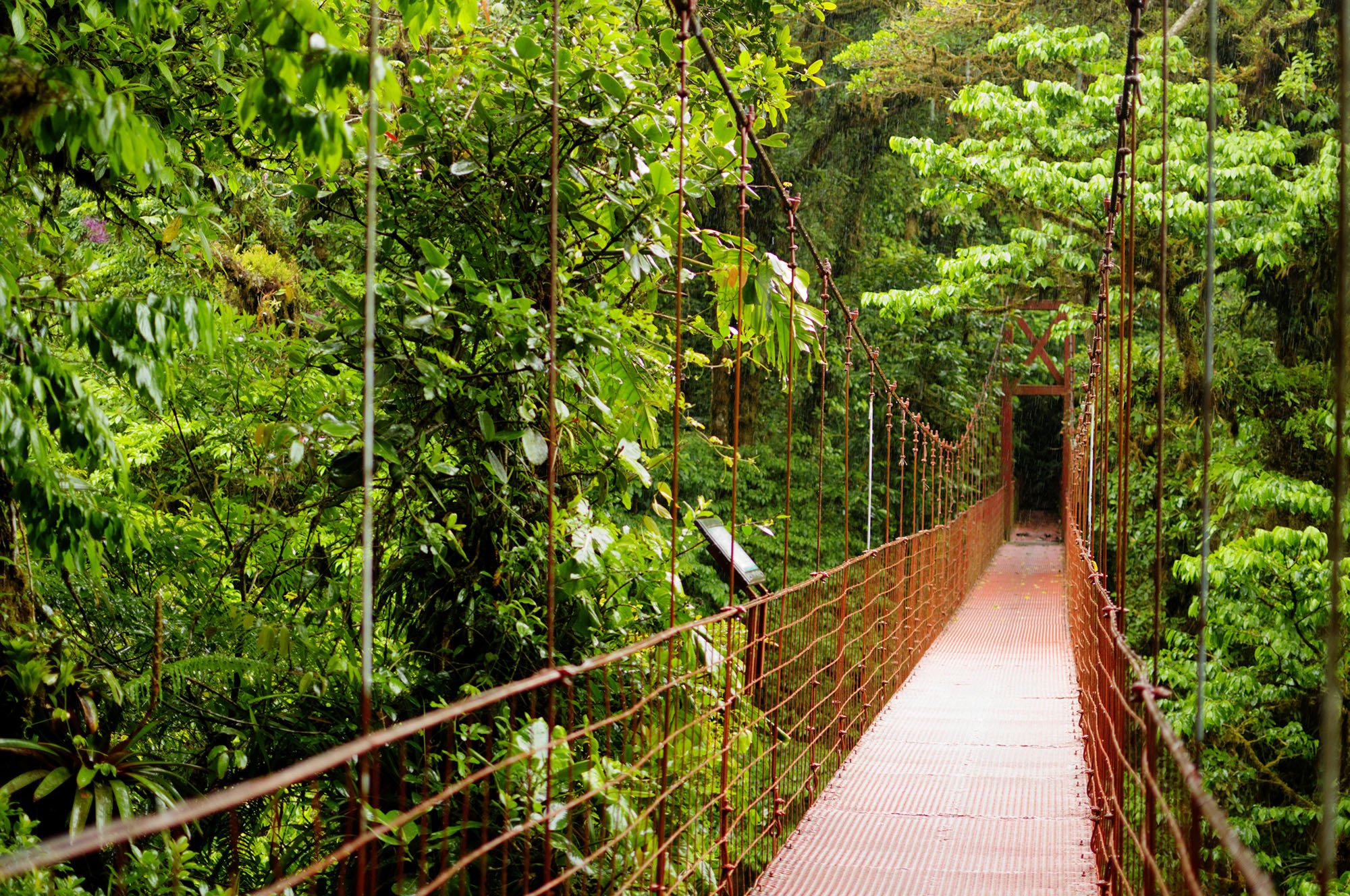 A wooden bridge in a forest of Monteverde