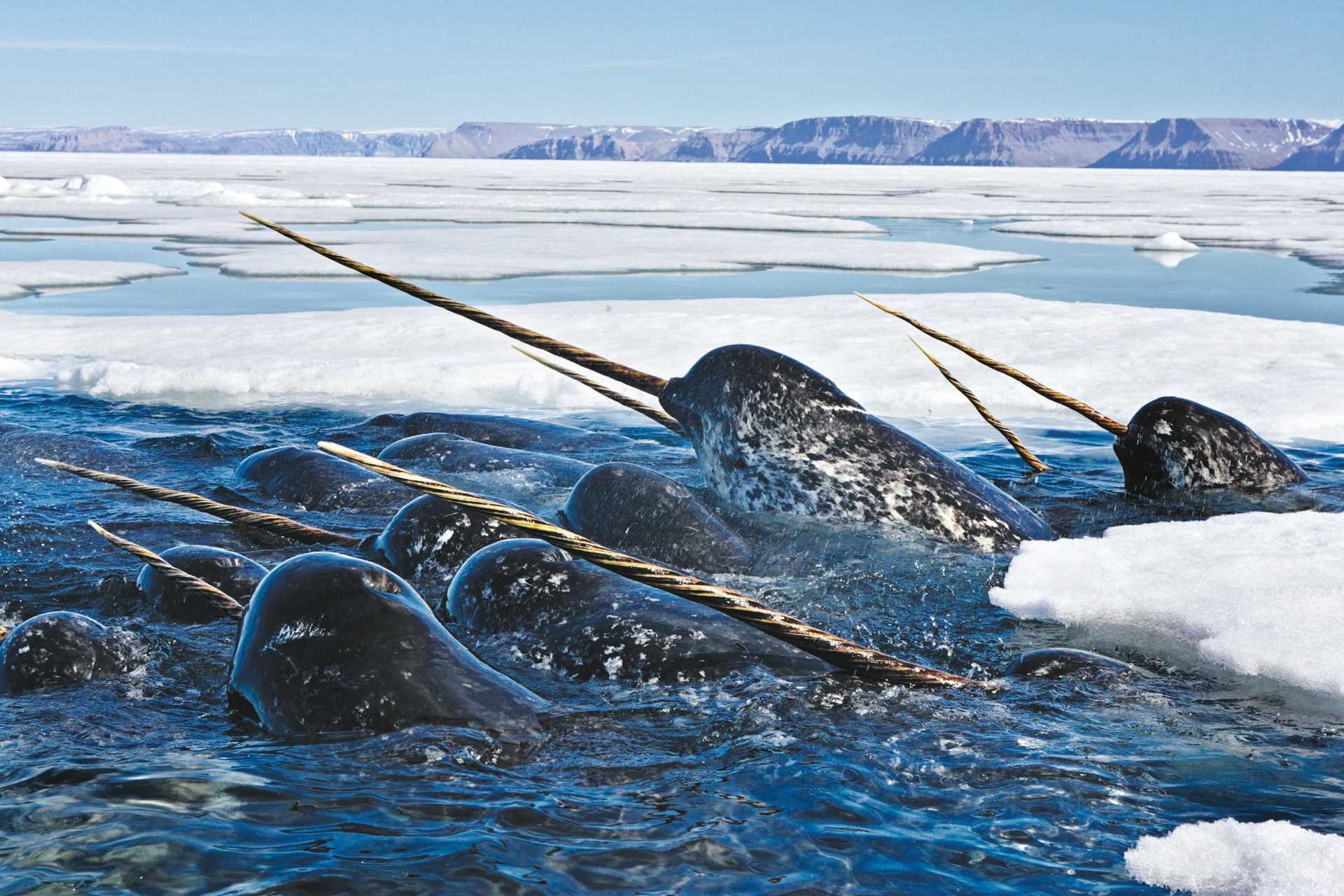 Narwhals feeding on cod in the high Arcitc