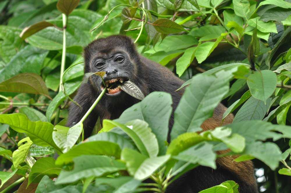 Howler Monkey on Barro Colorado Island Panama.jpg
