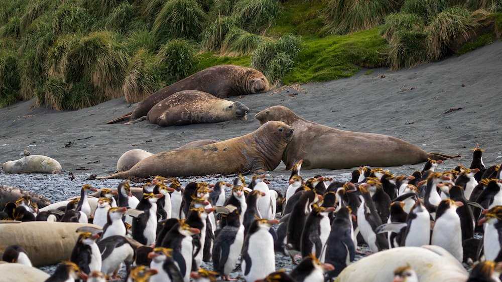 Elephant seals and penguins.jpg