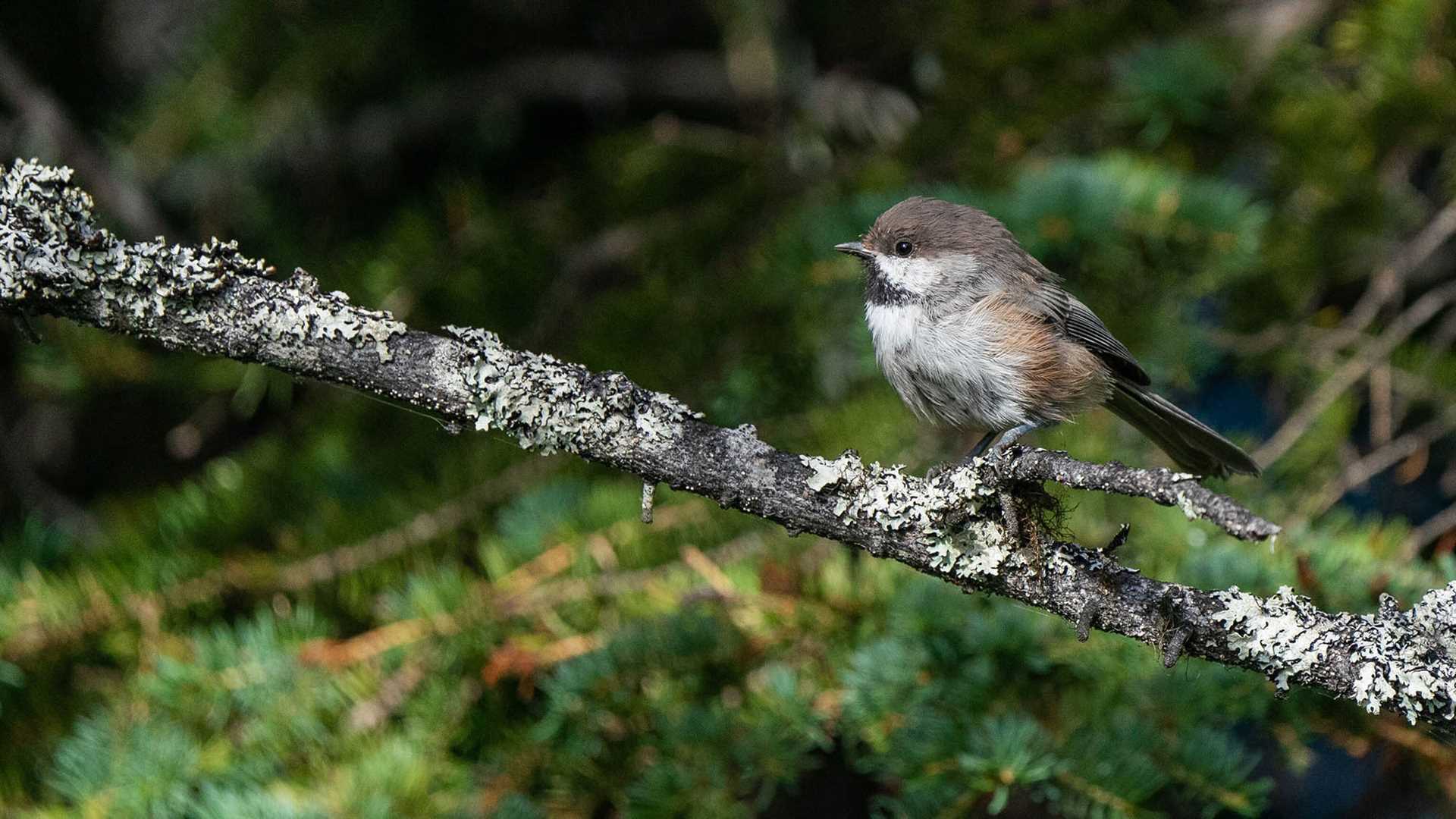 boreal chickadee