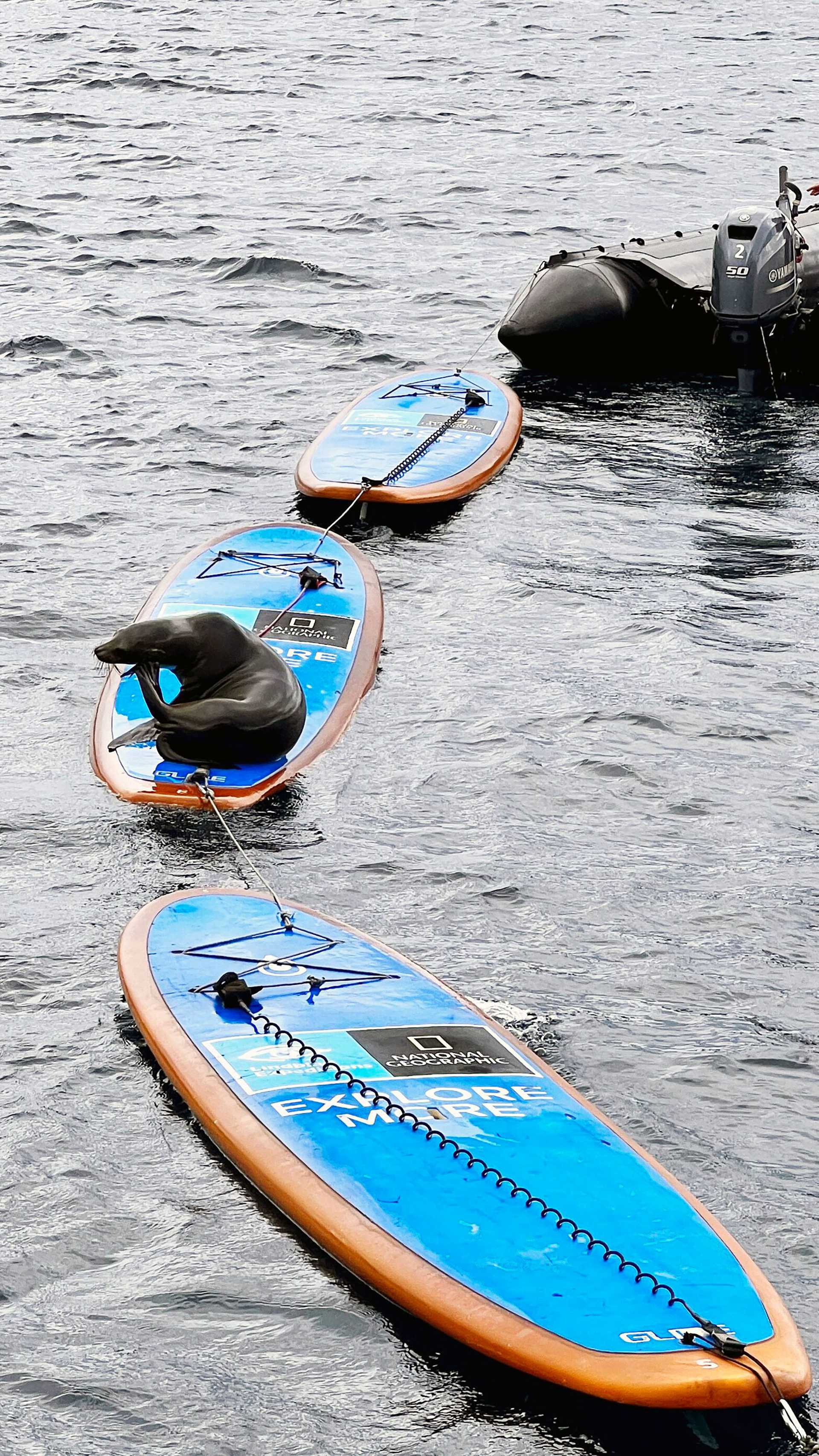 sea lion riding a paddleboard