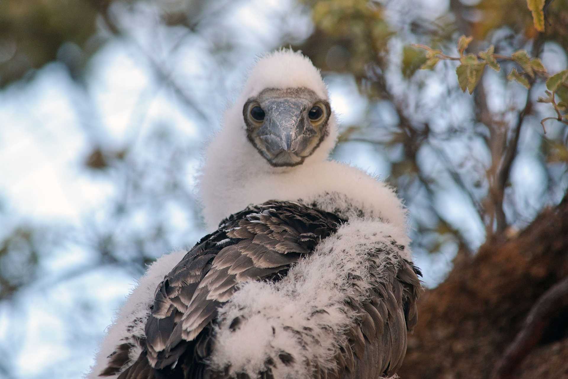 juvenile blue-footed booby