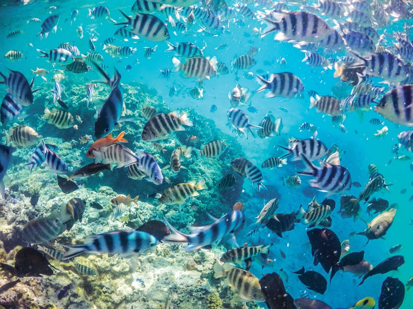 An underwater scene: a school of striped fish, near and far to the camera's lens. A lone, bright orange fish stands out as an interloper