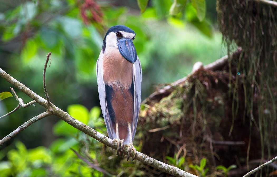 Boat-billed heron Belize.jpg