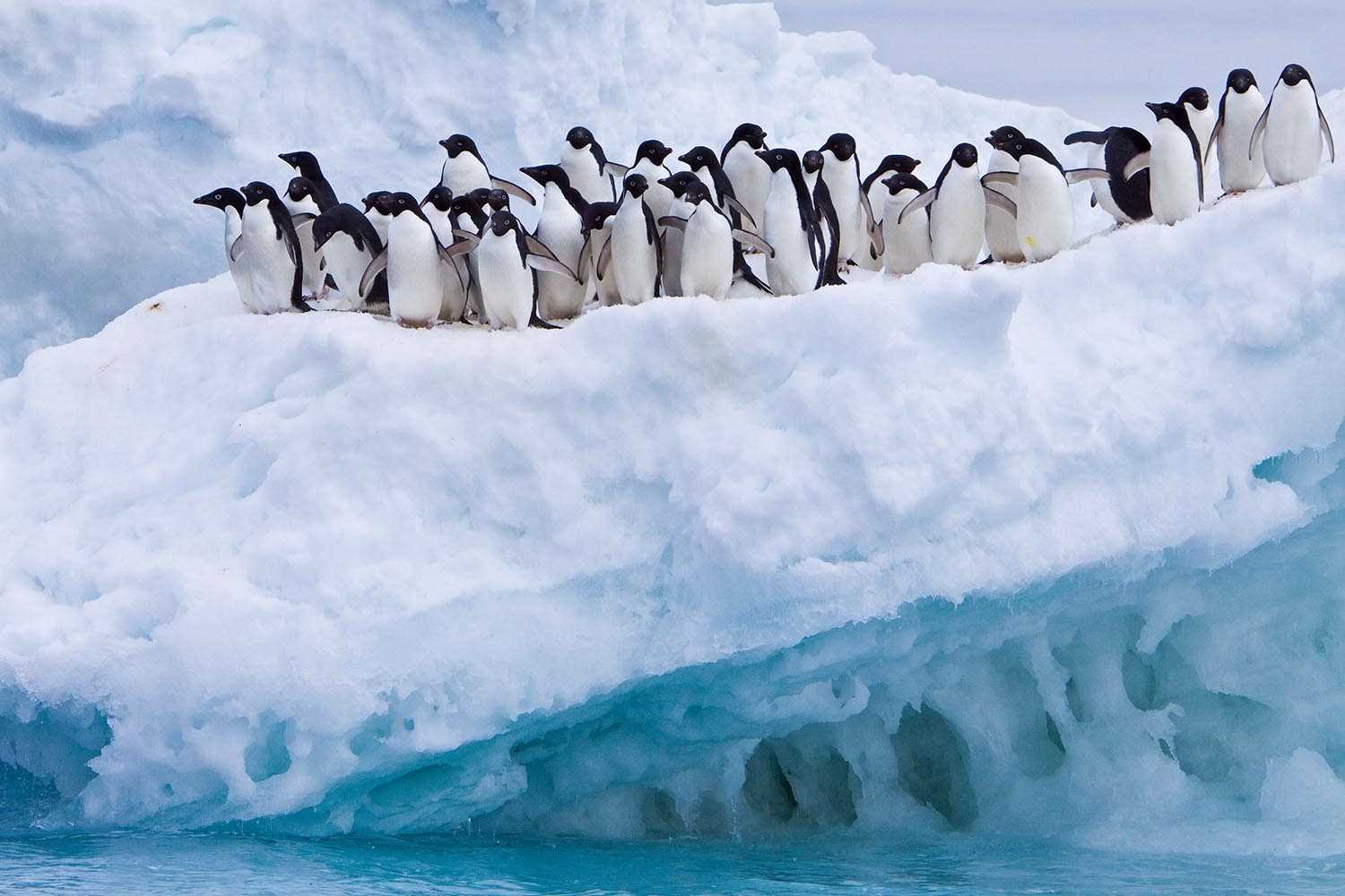 Adelie penguins on ice.jpg