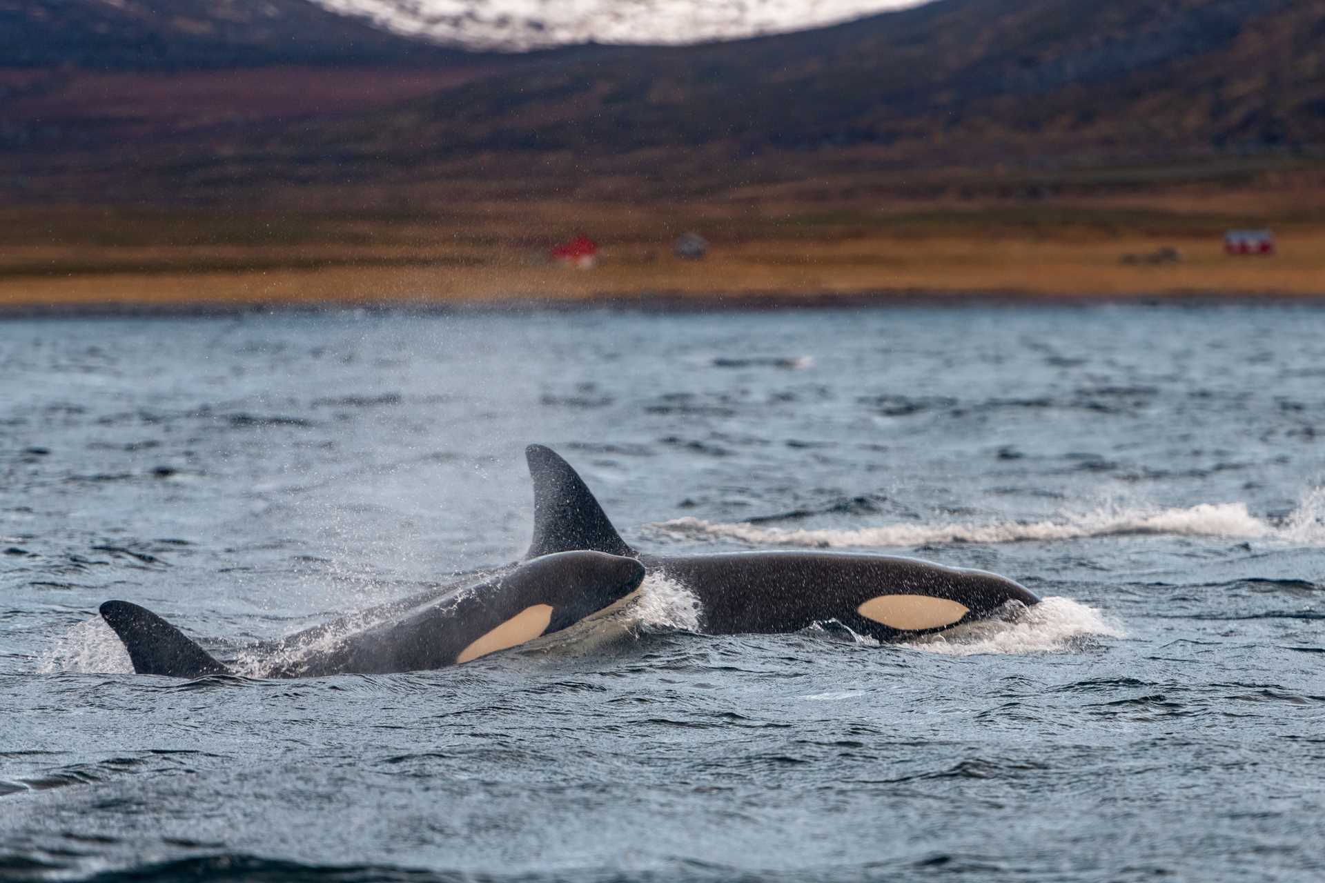 Two killer whales in Kvænangen Fjord, Norway
