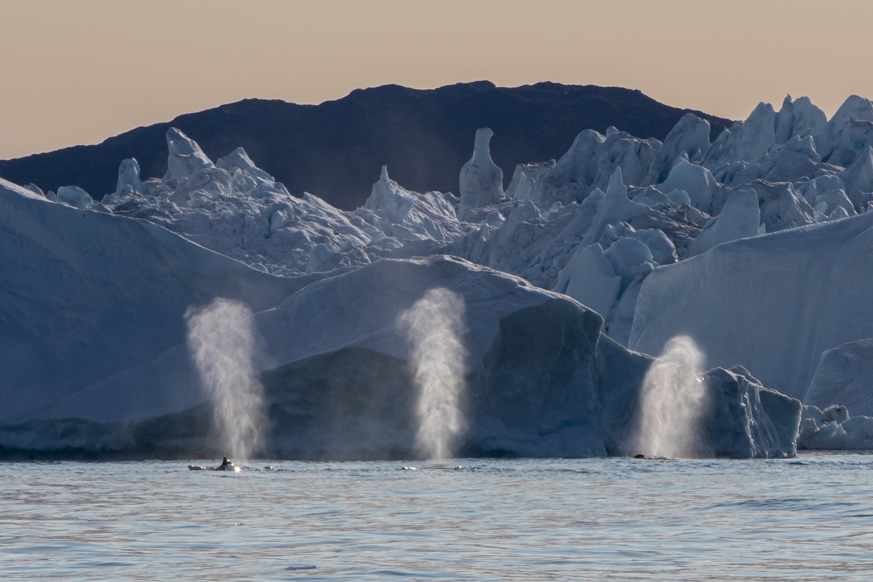 Greenland_humpbacks_ConorRyan.jpg