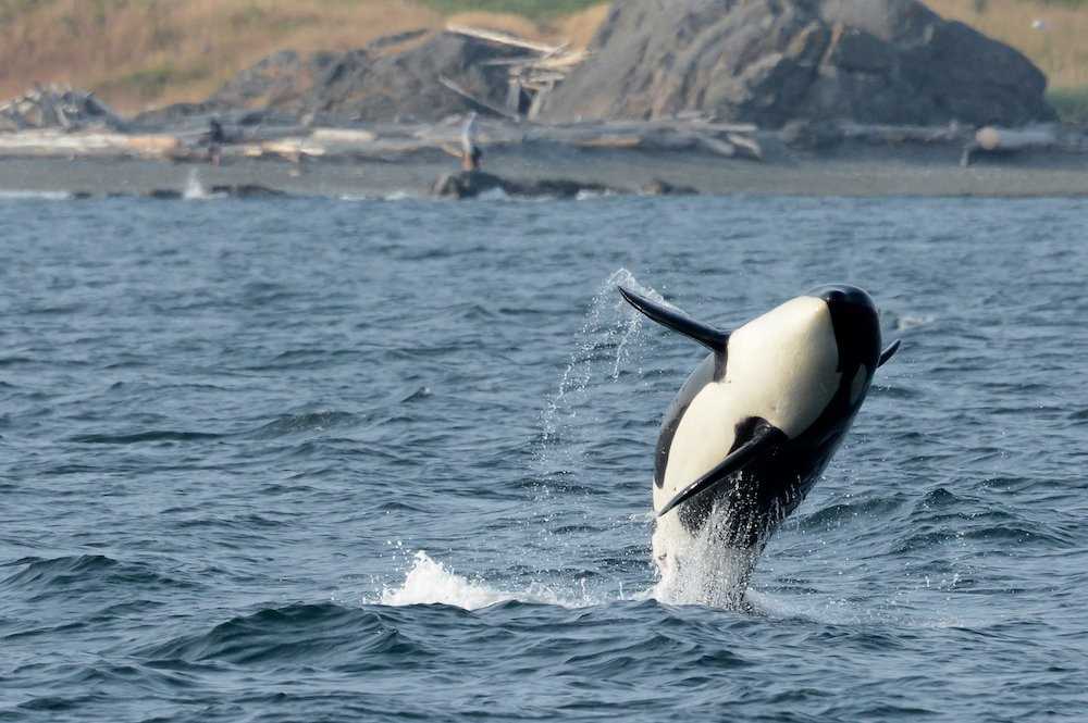 Southern-Resident-Orca PNW Shutterstock.jpg